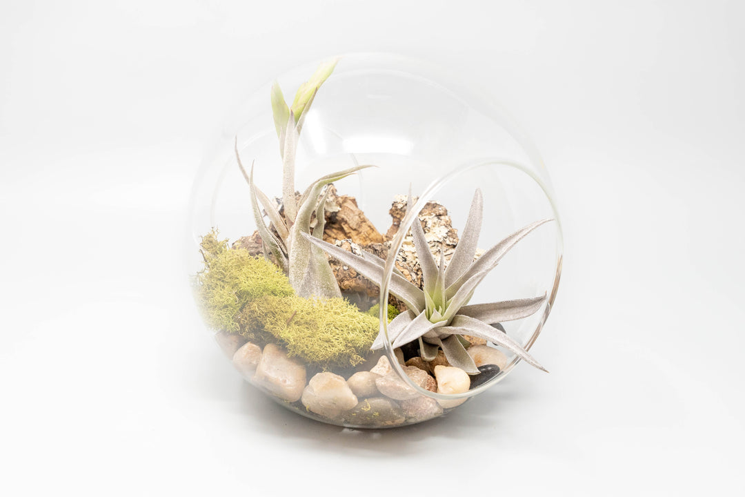 Large Hand-Blown Glass Terrarium with 2 Open Ends