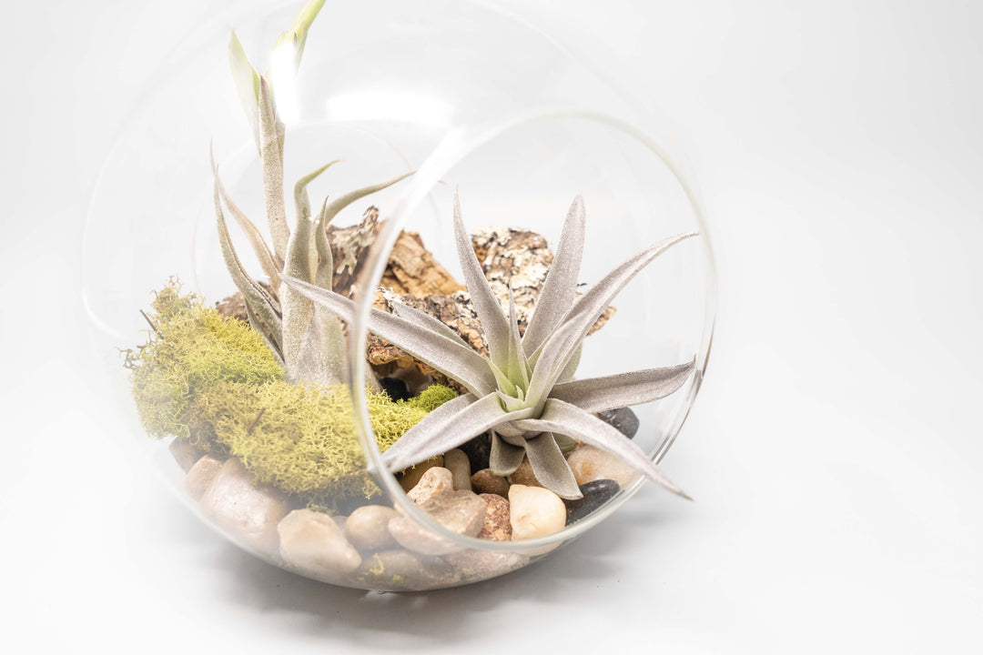 air plant large Large Hand-Blown Glass Terrarium with Tillandsia Caput Medusae & Harrisii