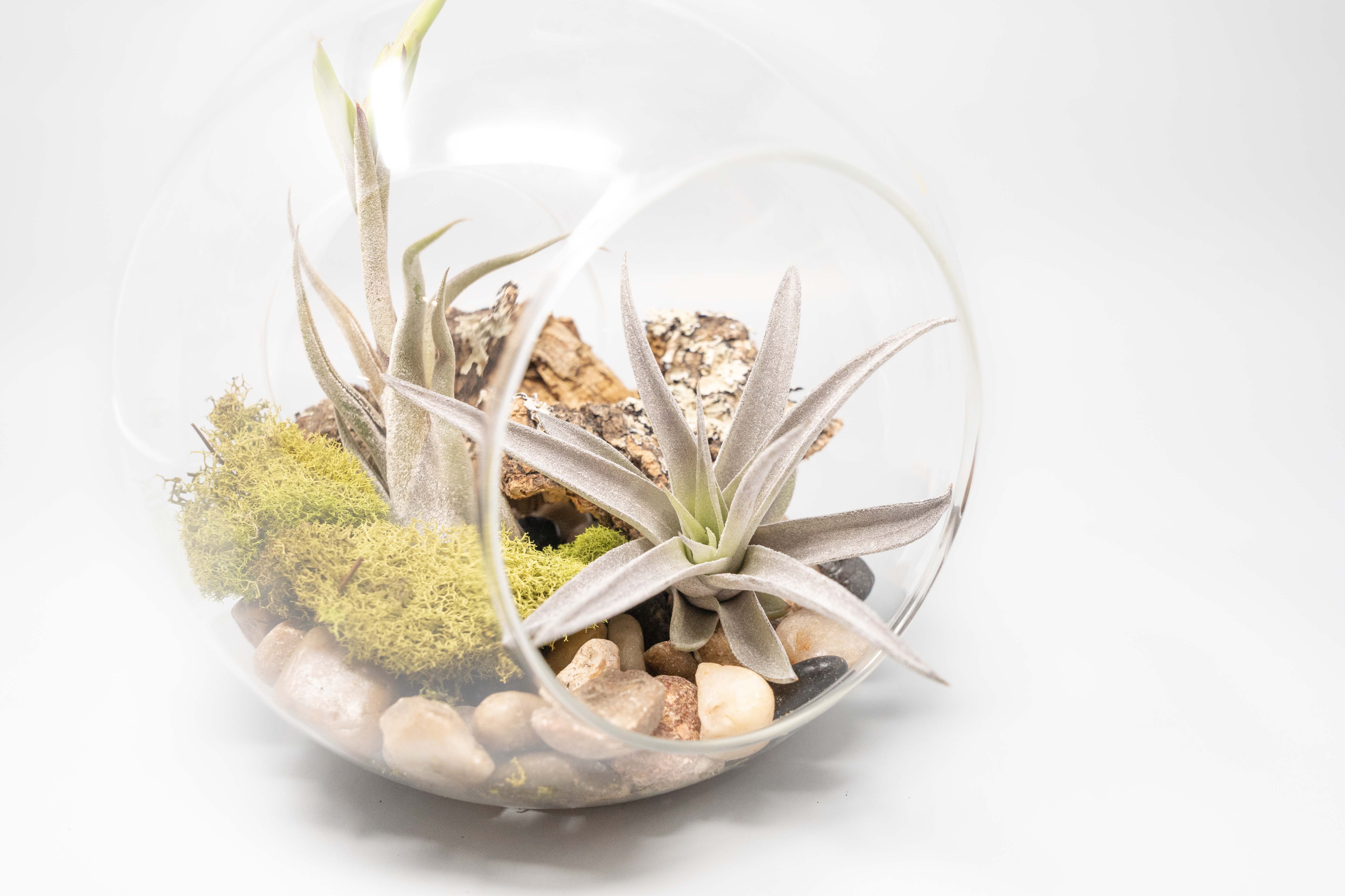 terrarium air plants uk Large Hand-Blown Glass Terrarium with Tillandsia Caput Medusae & Harrisii
