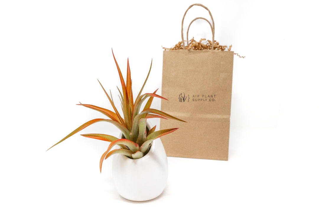 Gift Wrapped Large Ivory Ceramic Vase With Custom Tillandsia Air Plant