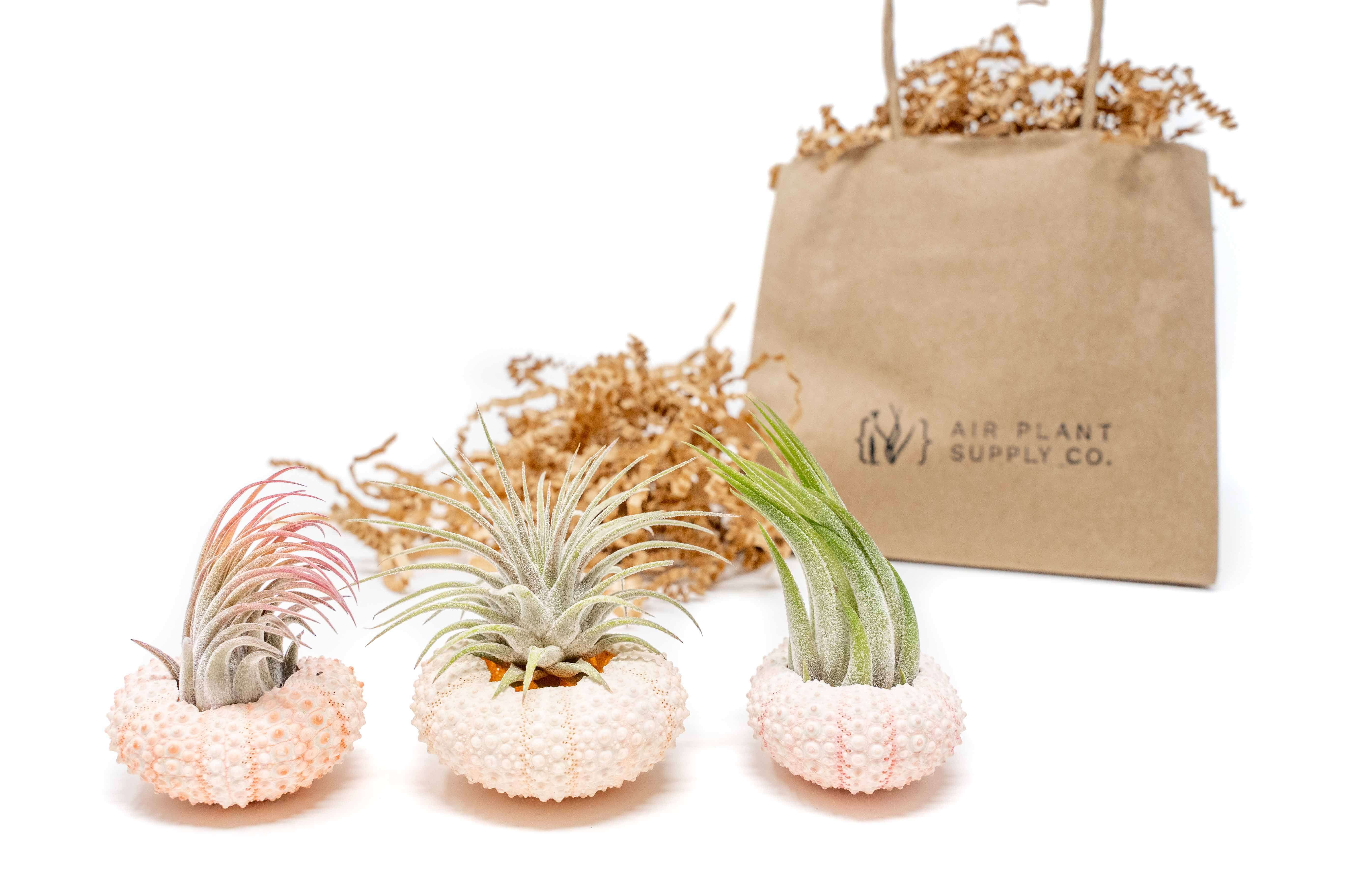 sea urchin air plants Gift Wrapped Pink Urchins with Tillandsia Air Plants