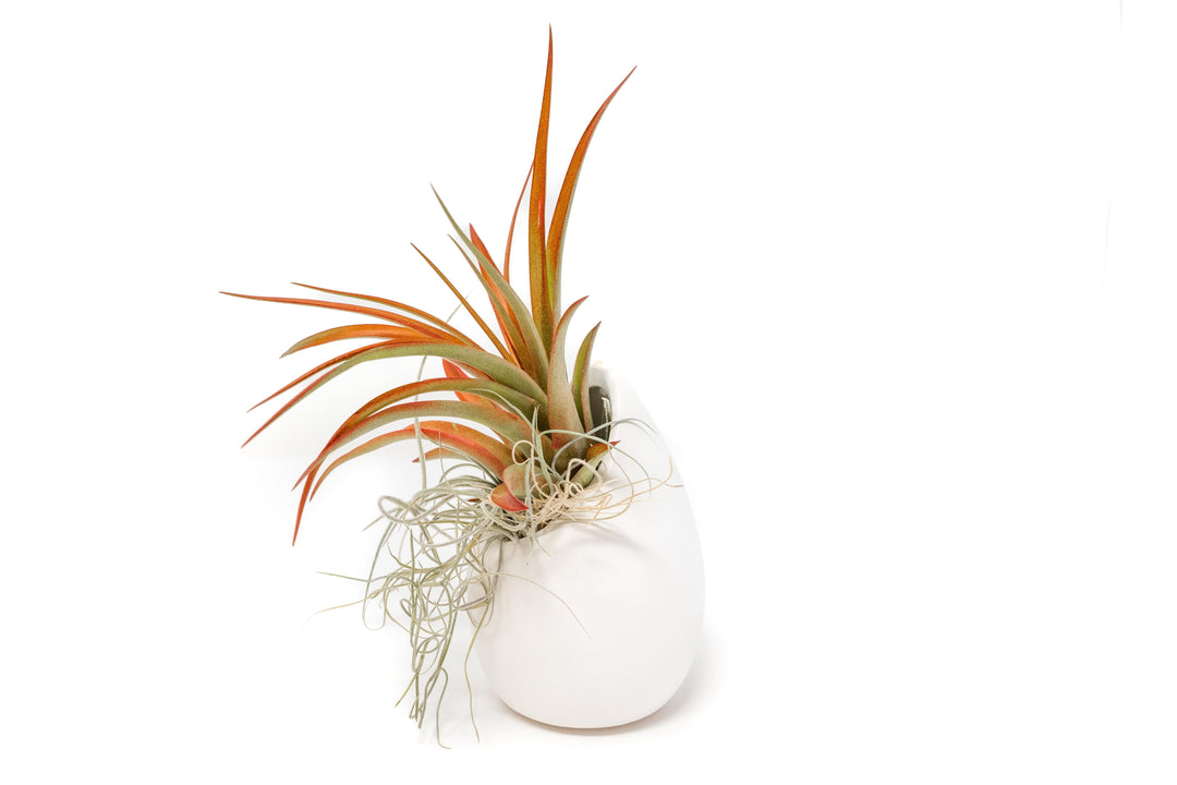 Small Ivory Ceramic Vase with Tillandsia Red Abdita and Spanish Moss