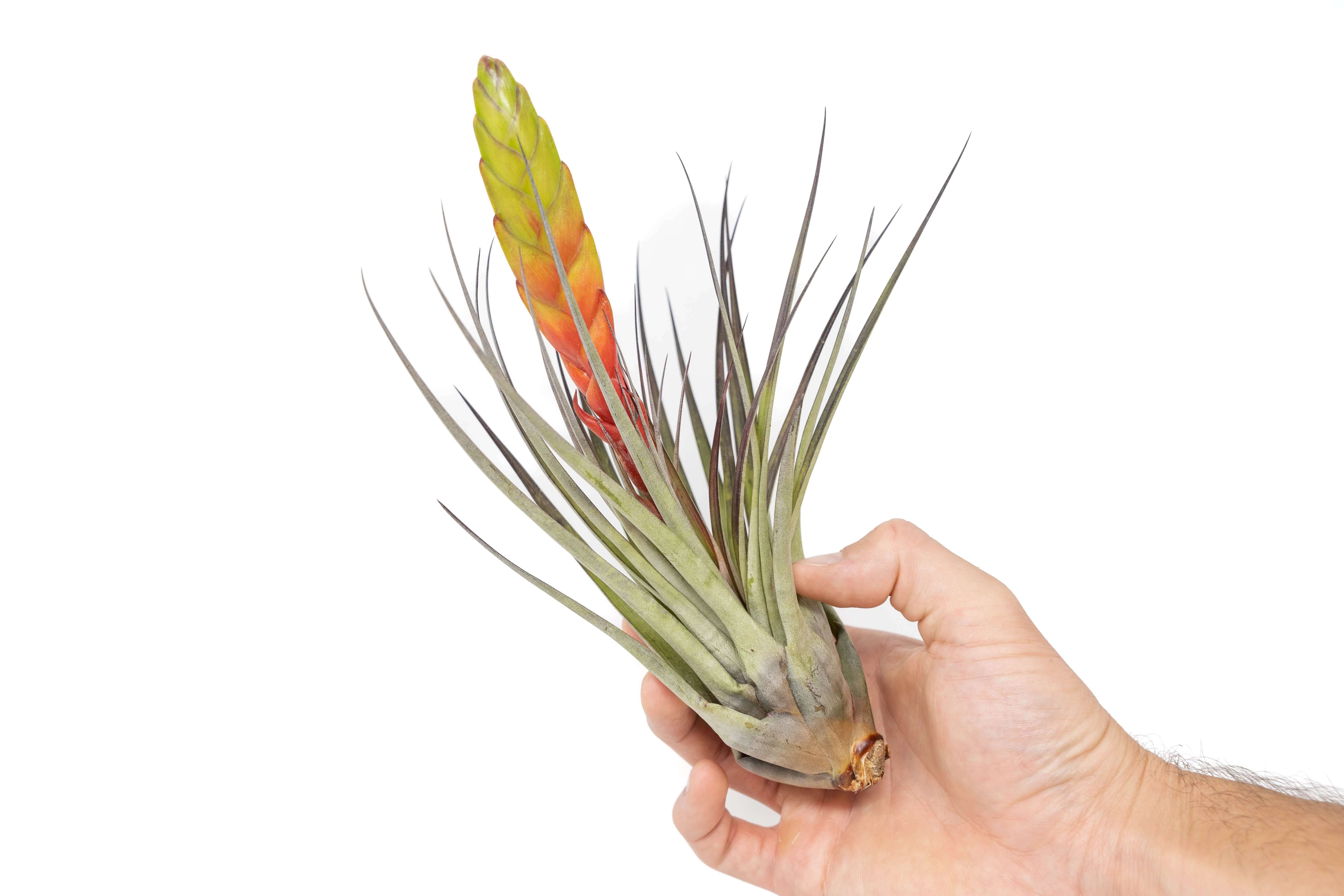 air plant in bloom Large Tillandsia Fasciculata Tricolor Golden Torch Air Plants