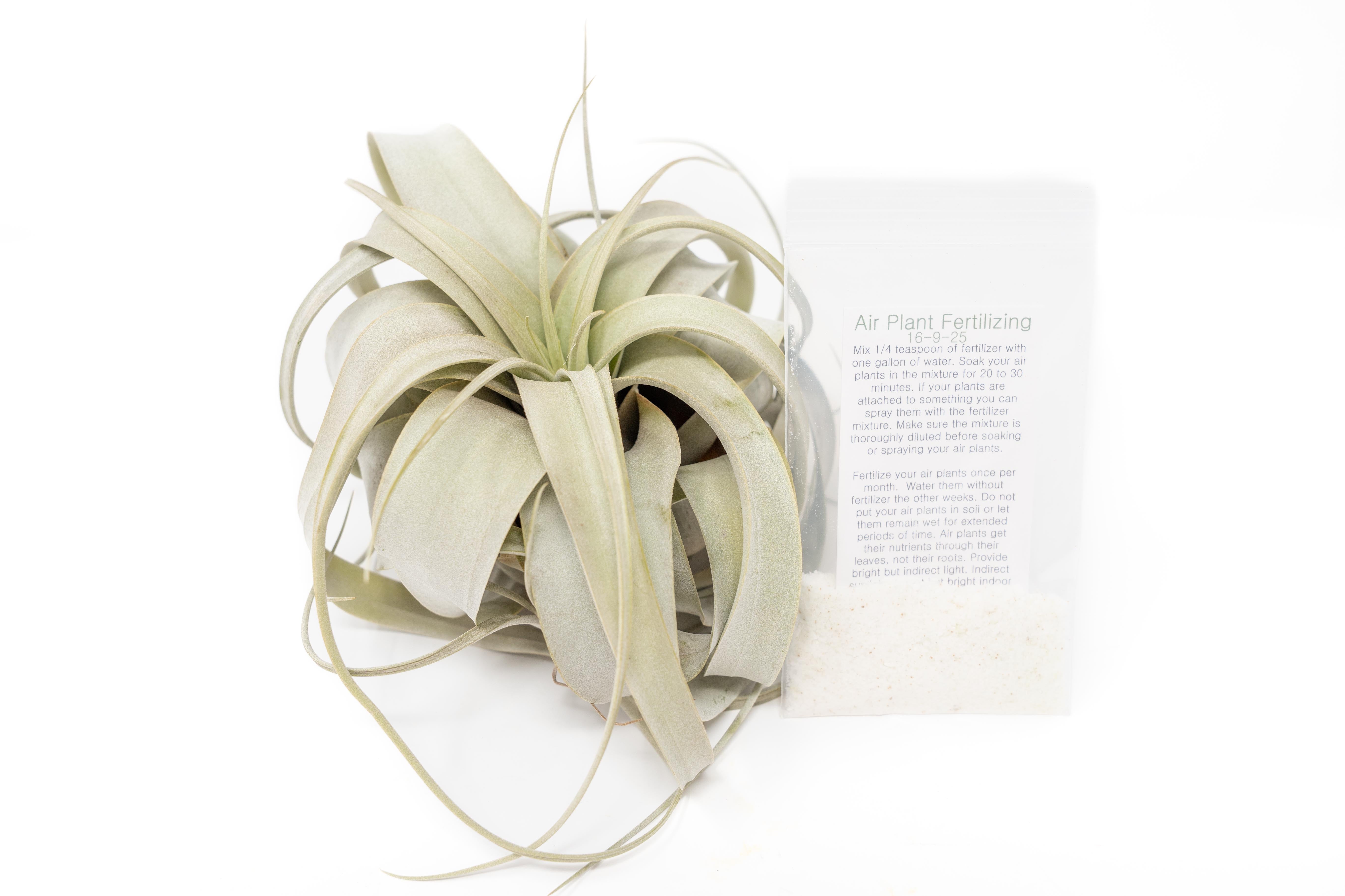 Large Tillandsia Xerographica + 1 Year Air Plant Fertilizer Pack
