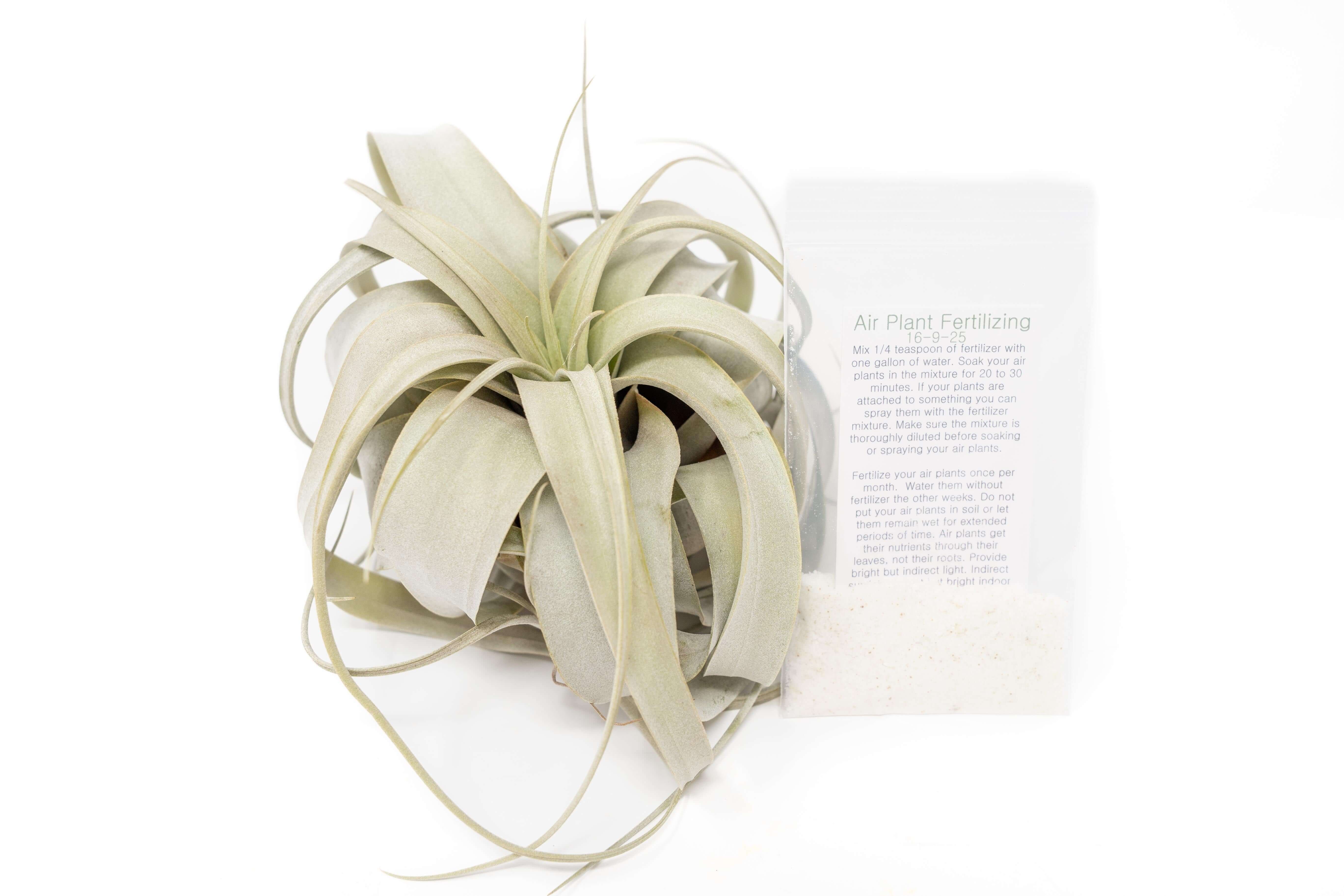 Large Tillandsia xerographica air plant with silvery curling leaves on white background