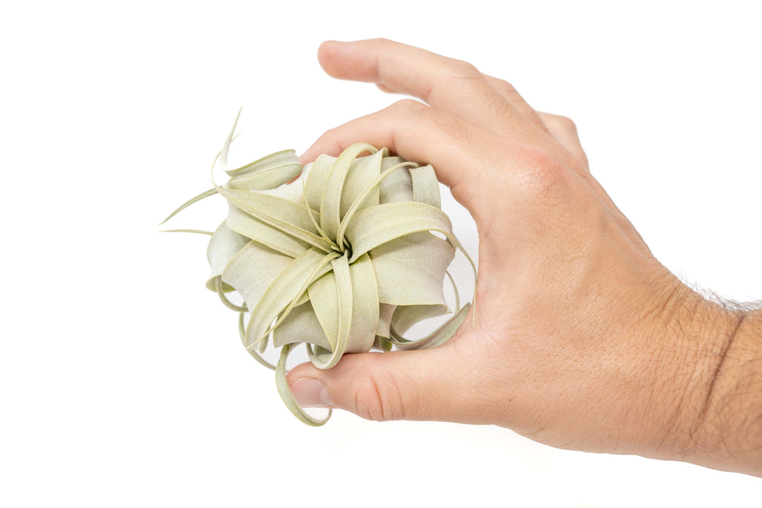 air plants curled leaves Tillandsia Xerographica Air Plants