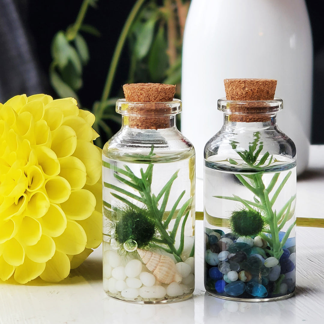 Two glass alchemist bottle terrariums with cork tops, each housing a Marimo Moss Ball Pet, aquatic plants, and white and multicolored glass gems, presented next to vibrant yellow flowers.