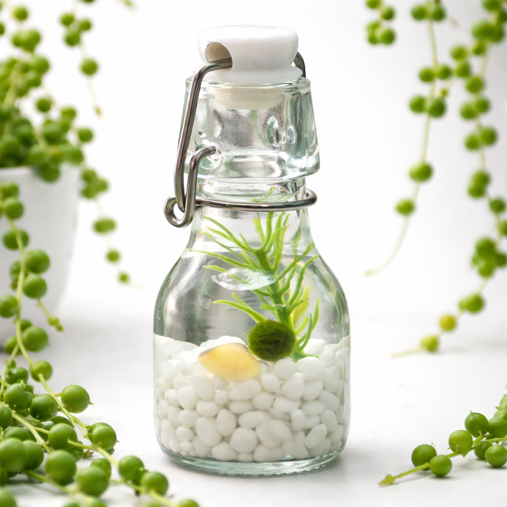 Classic swing-top glass bottle terrarium with a Nano Moss Ball Pet, white glass gems, plants, shells, and a farmhouse-style background.