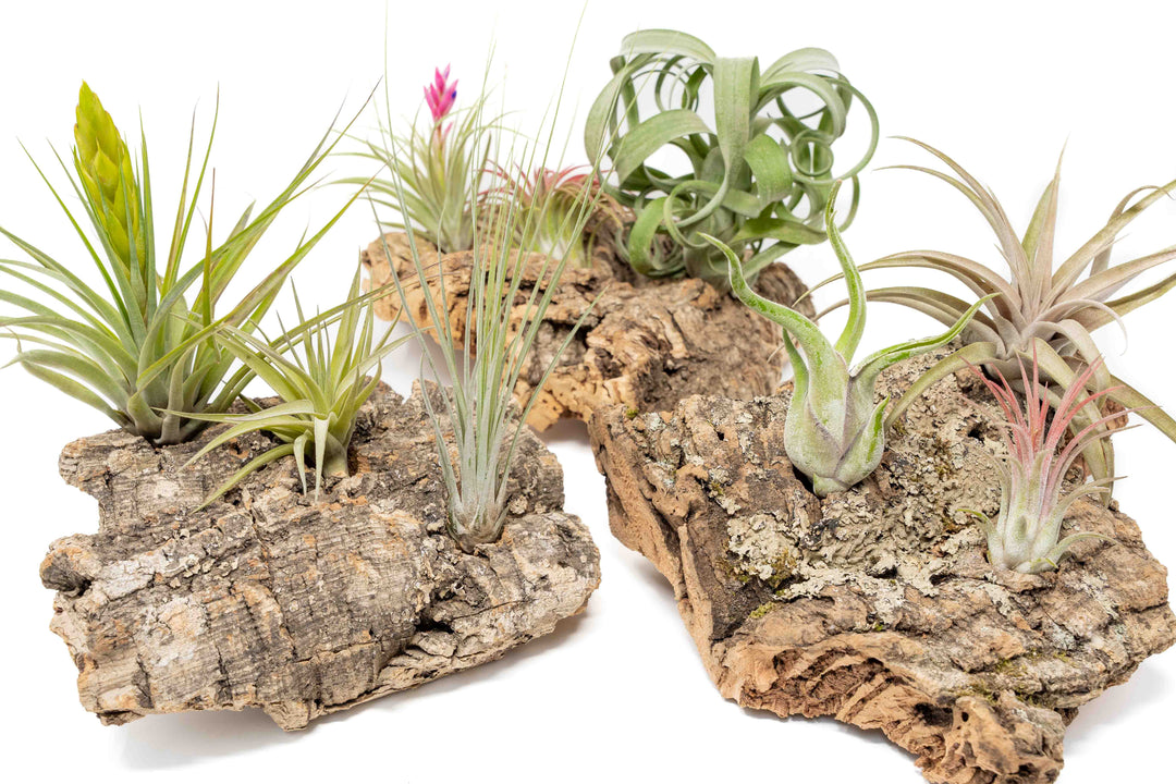 driftwood air plant decor Medium Tabletop Cork Bark Display with 3 Tillandsia Air Plants