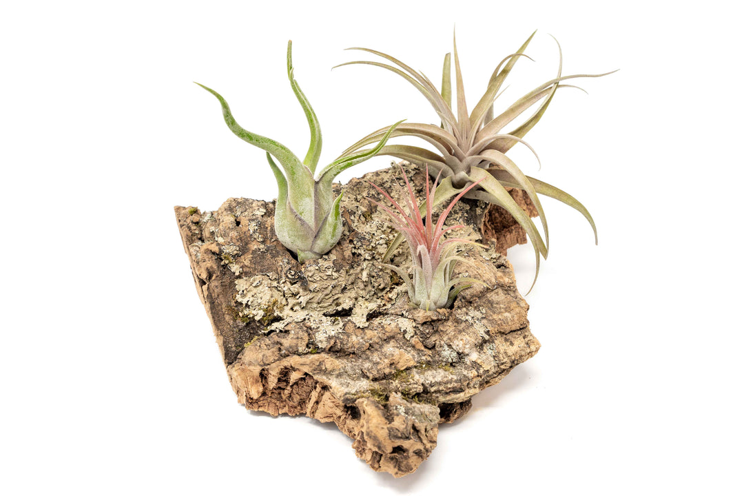 how to attach air plants to cork bark Medium Tabletop Cork Bark Display with 3 Tillandsia Air Plants
