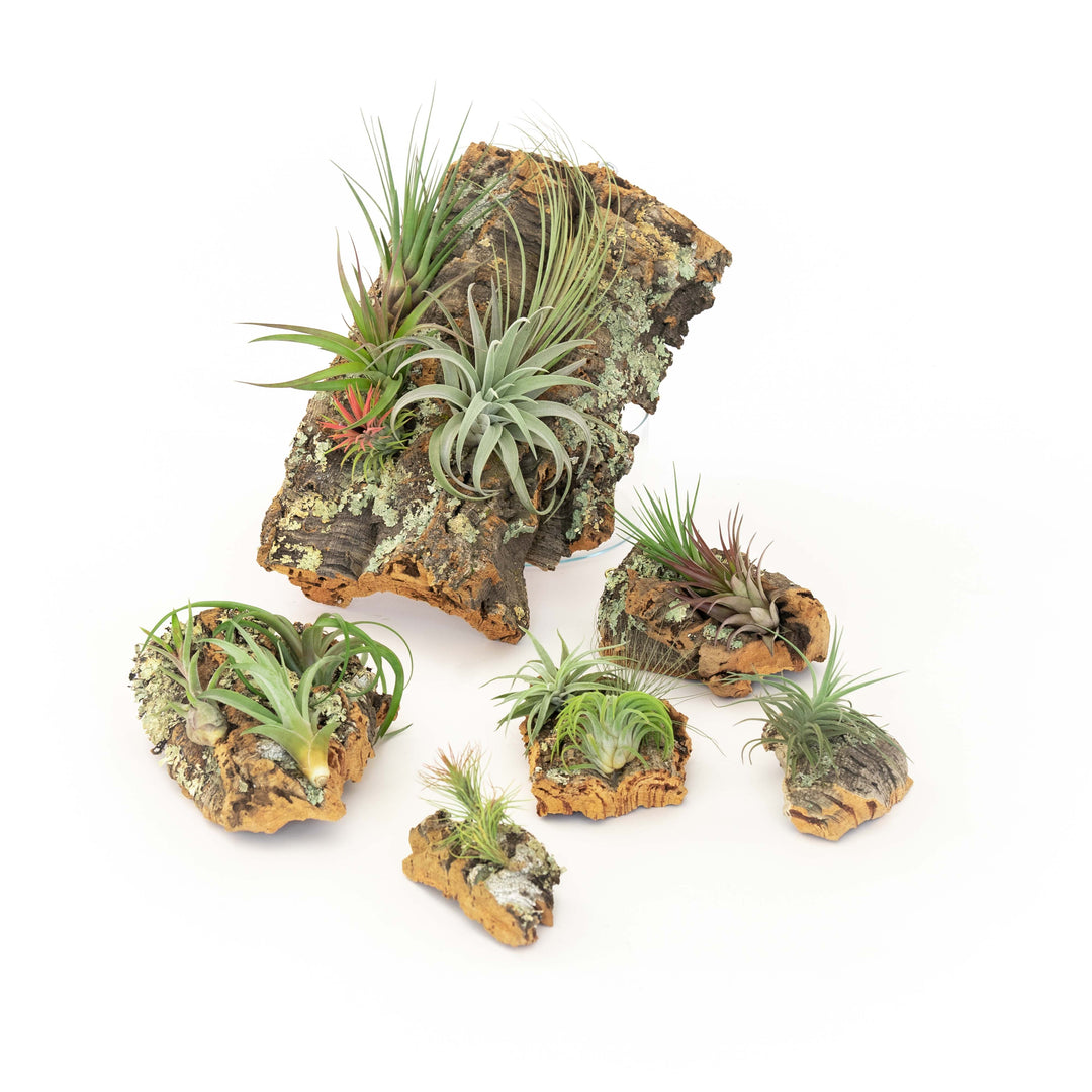 air plant glue Medium Cork Bark Display with 4 Tillandsia Air Plants & Waterproof Glue