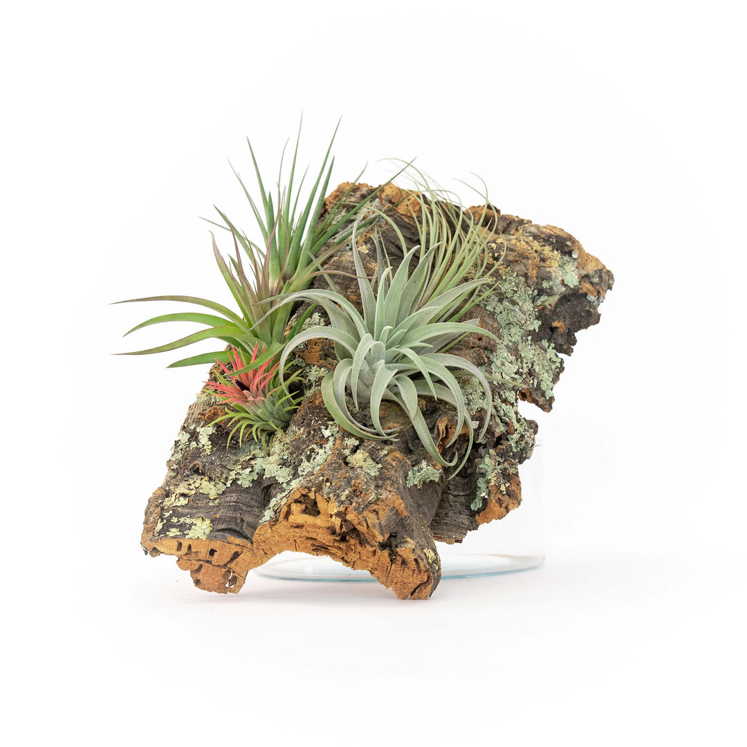 plant glue for air plants Medium Cork Bark Display with 4 Tillandsia Air Plants & Waterproof Glu