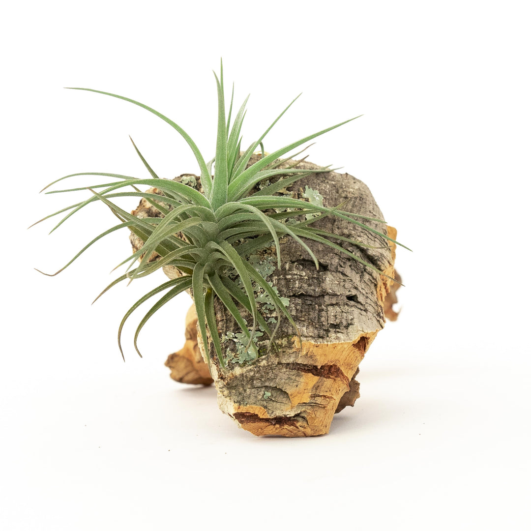 Cork Bark Chunk Display with Assorted Tillandsia Air Plant - Approximately 2 x 4 Inches