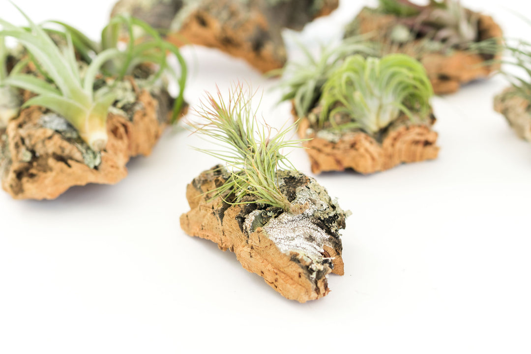 Medium Cork Bark Display with 4 Tillandsia Air Plants & Waterproof Glue -  Approximately 7 X 9 Inches