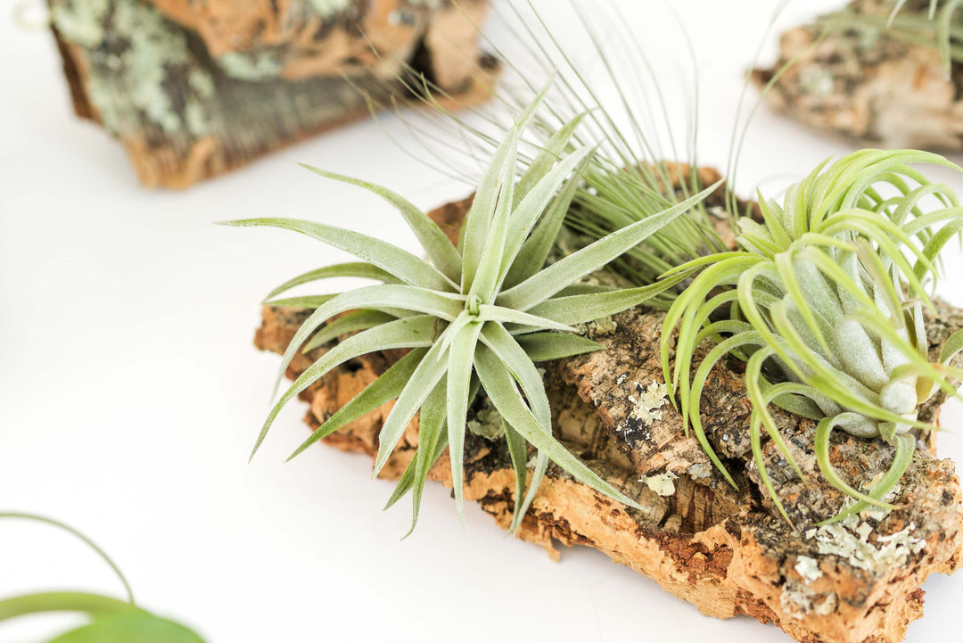 plant glue for air plants Medium Cork Bark Display with 4 Tillandsia Air Plants & Waterproof Glu