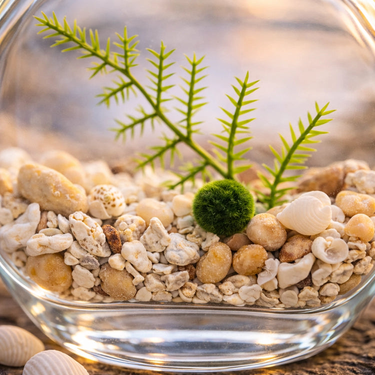 Close-up of nano marimo moss ball terrarium with pebbles and shells inside round glass bottle