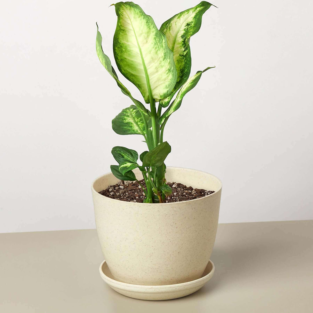 dieffenbachia camilla common name Dieffenbachia Camille