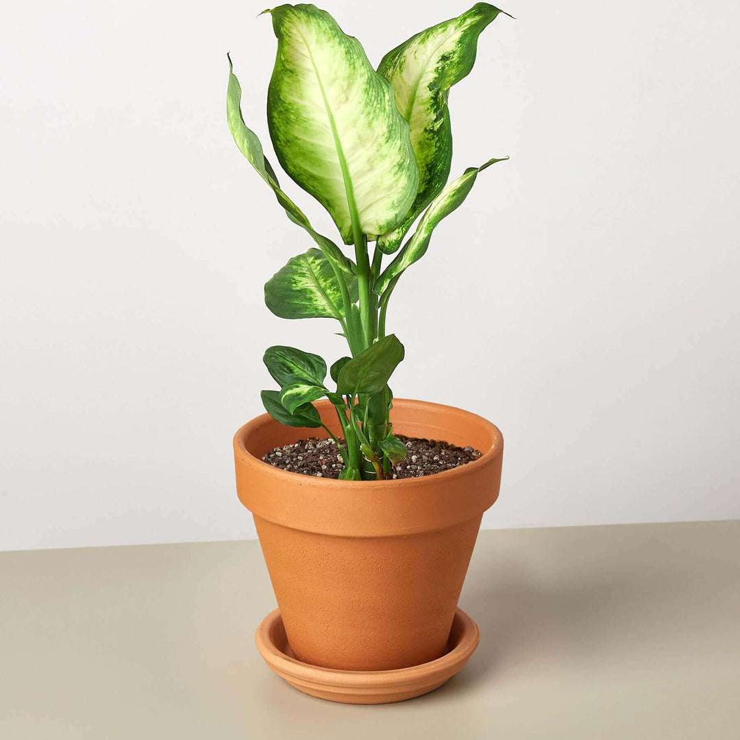 dieffenbachia camille yellow leaves Dieffenbachia Camille