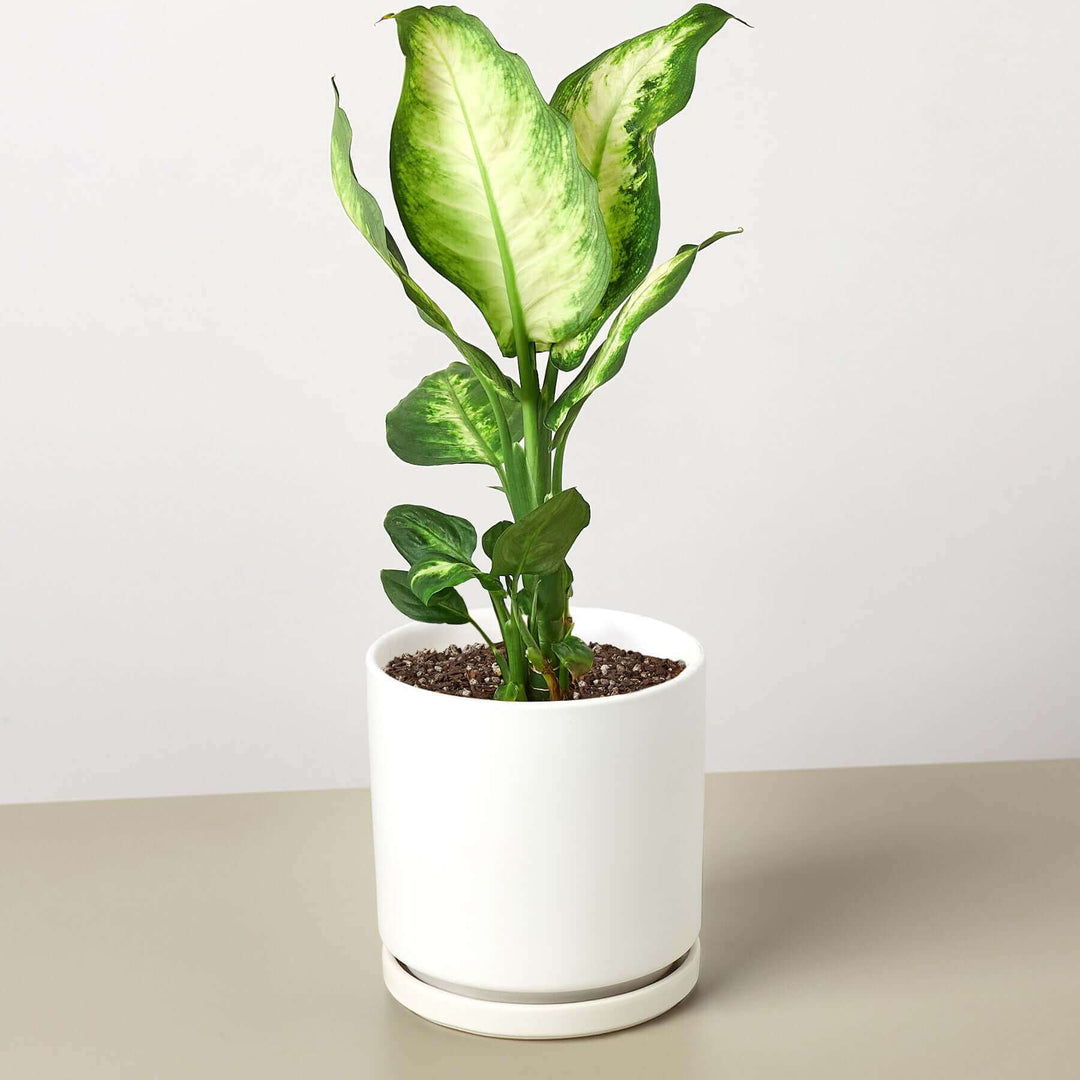 dieffenbachia camilletm Dieffenbachia Camille