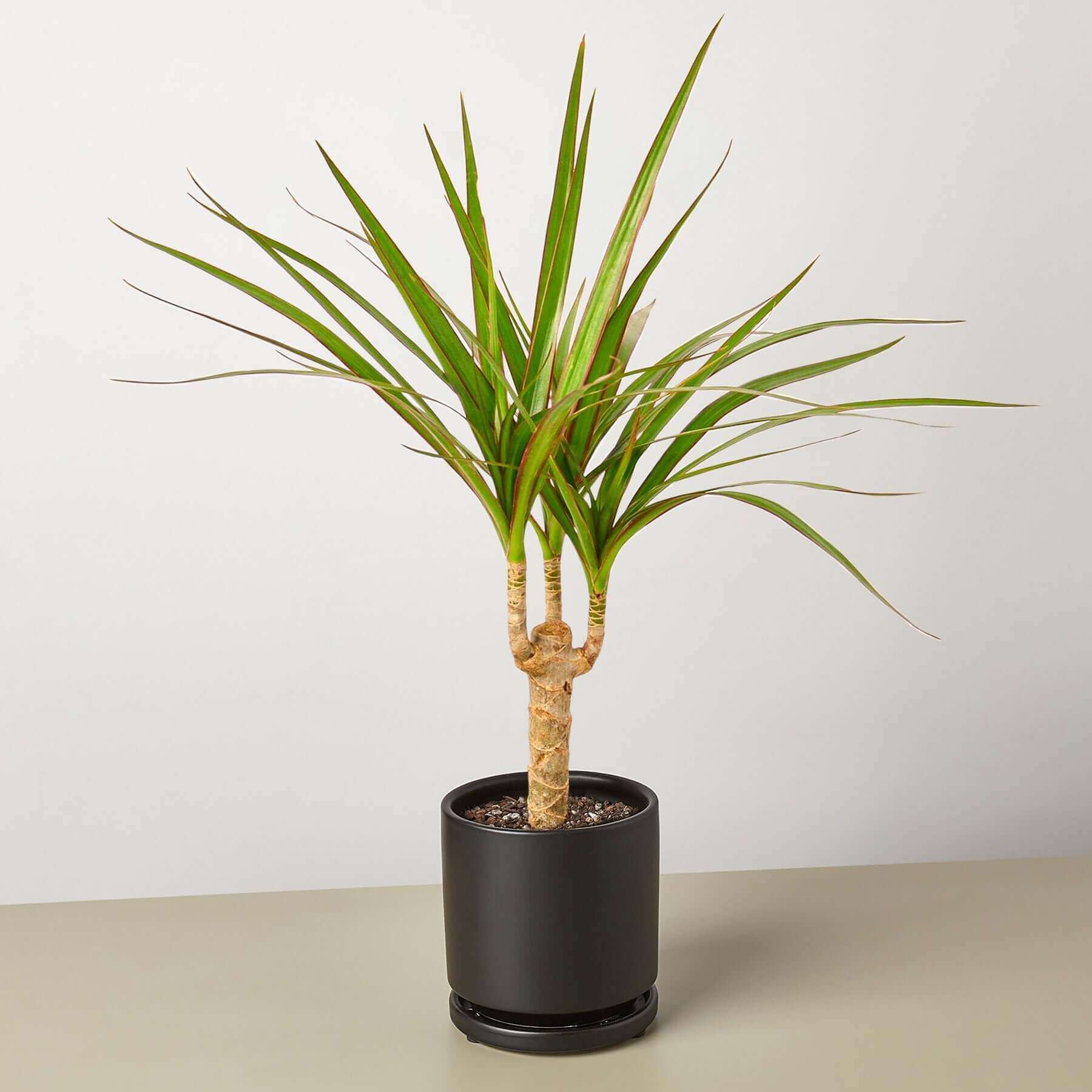 dracaena marginata cane plant care Dracaena 'Marginata Cane'