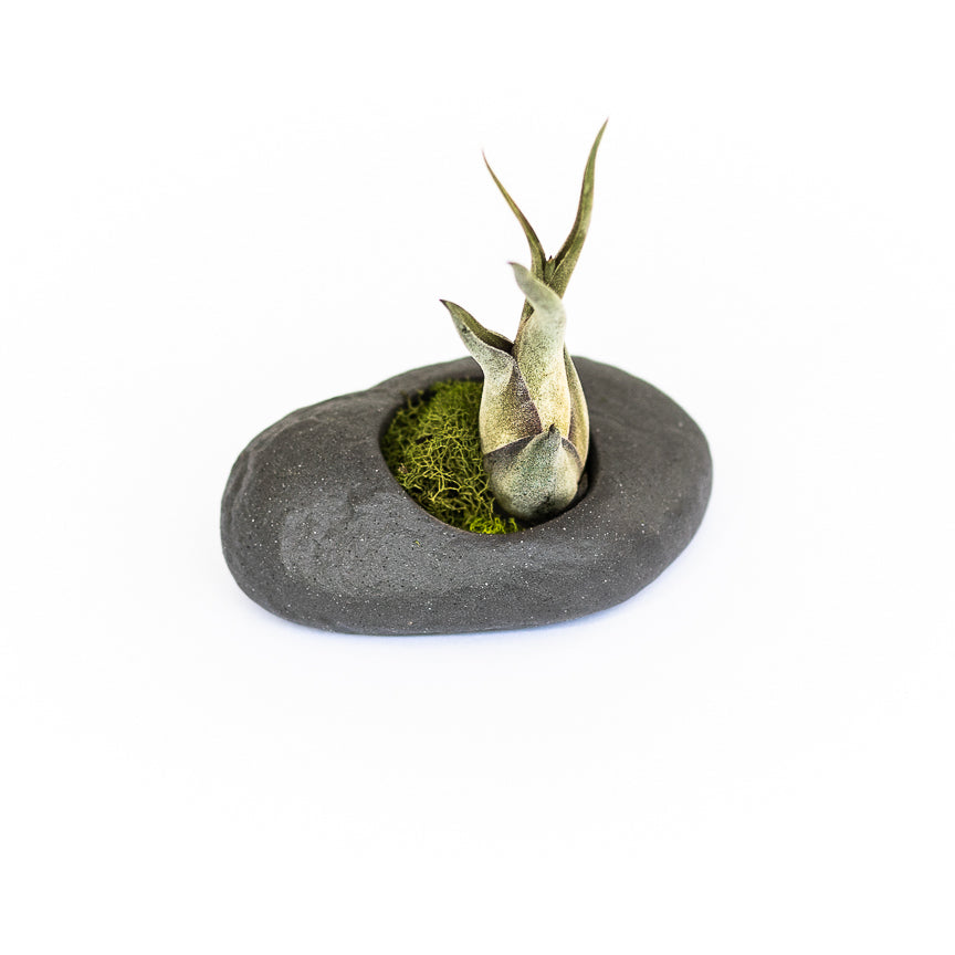 air plant holder ceramic Sets of 3, 6 or 9 Gray Ceramic Stone Air Plant Holders with Assorted Tillandsia Air Plants