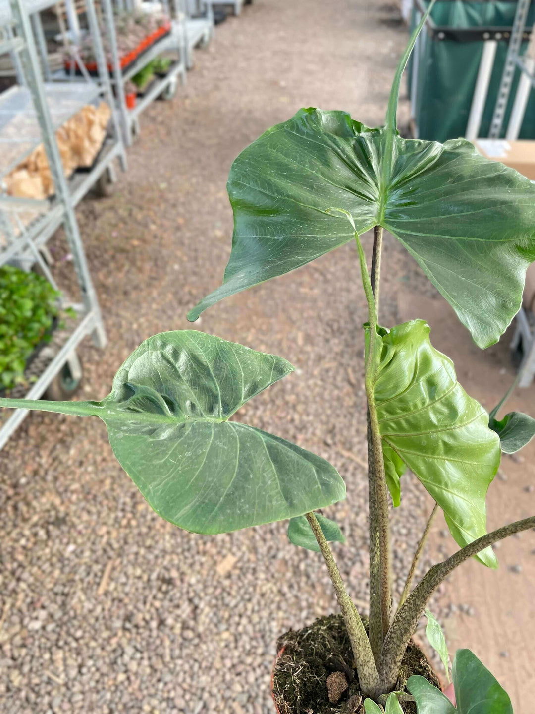 Alocasia macrorrhizos 'Stingray'