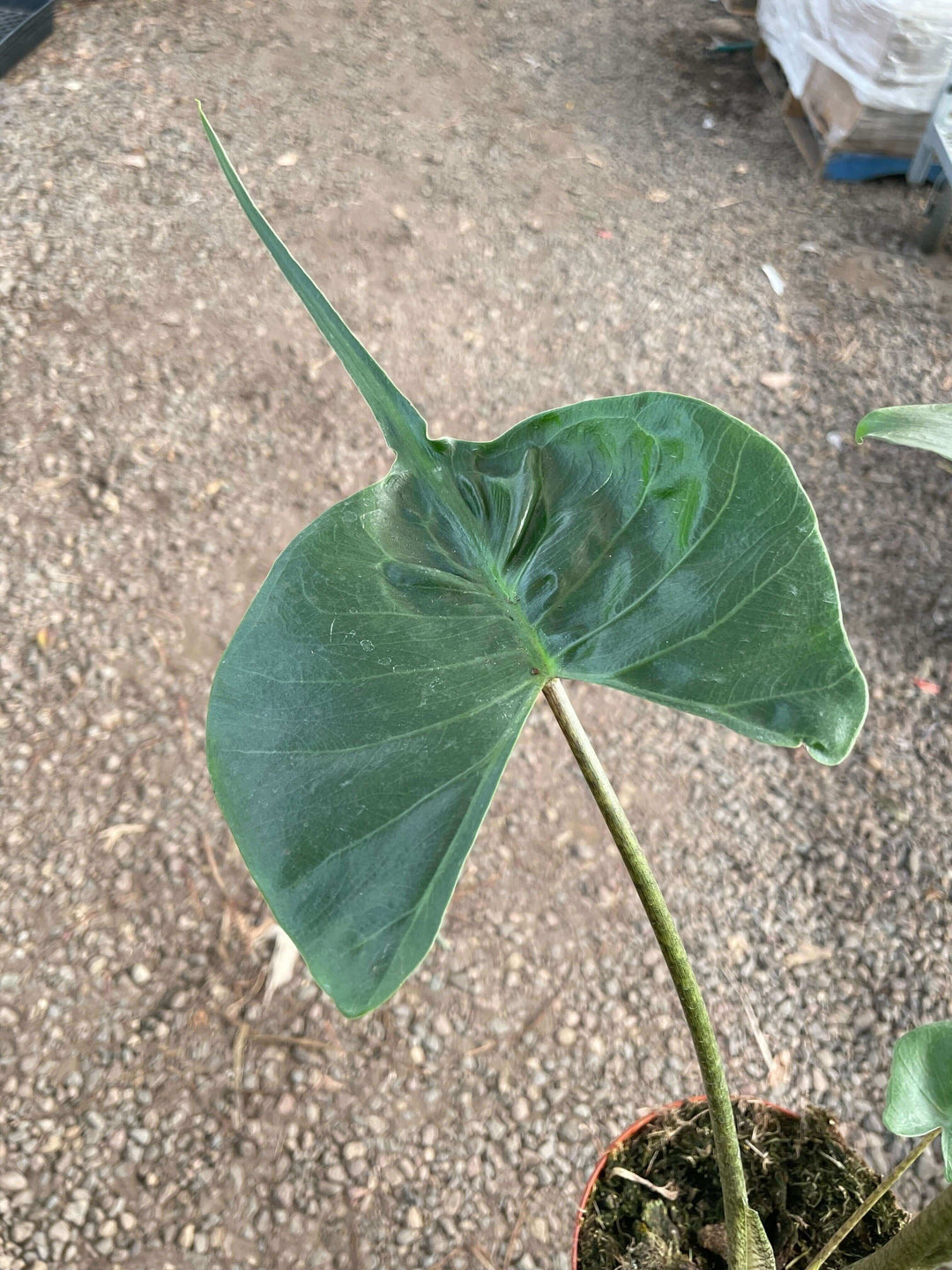 Alocasia macrorrhizos 'Stingray'