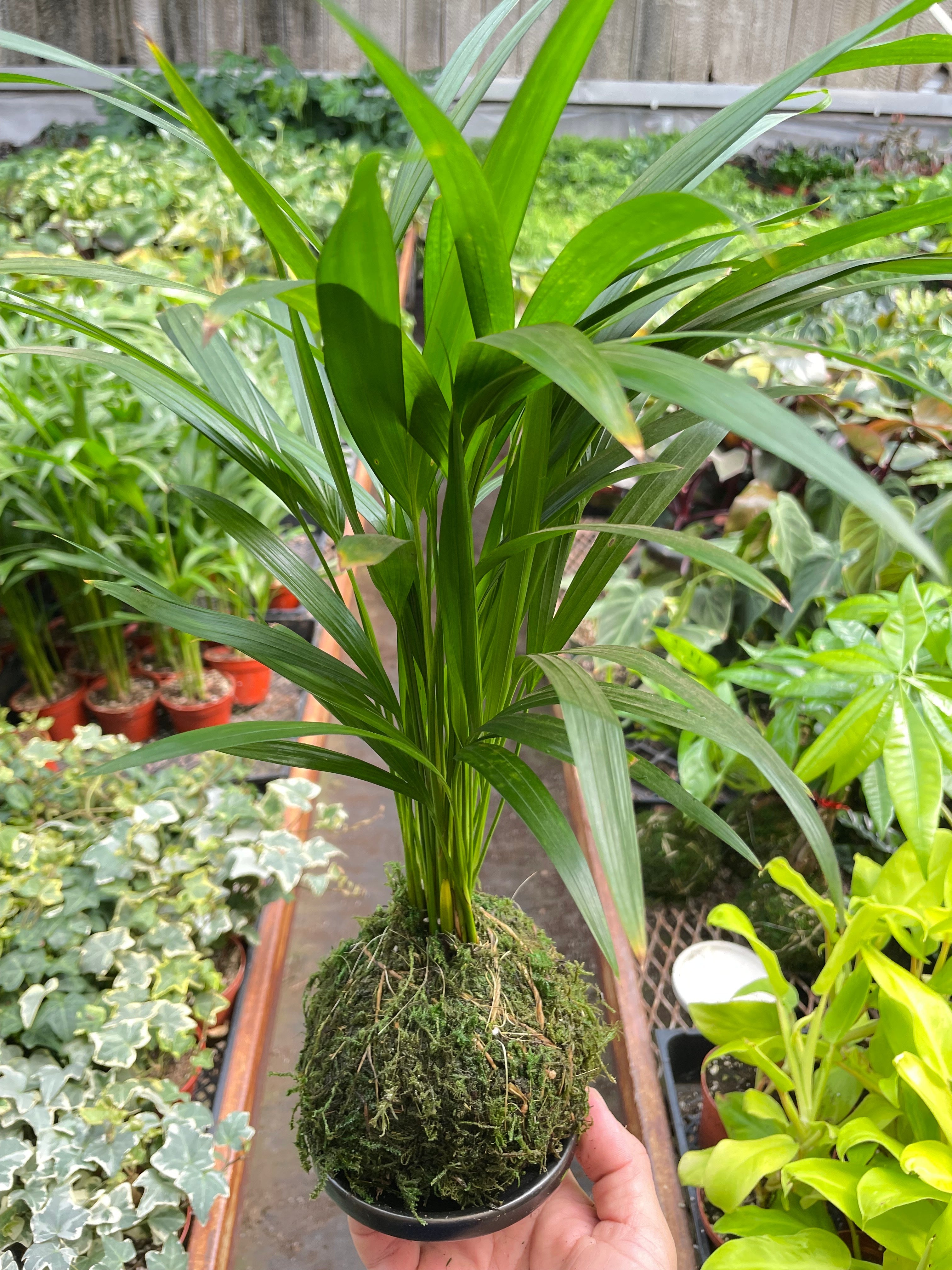 young areca palm Palm Areca Kokedama