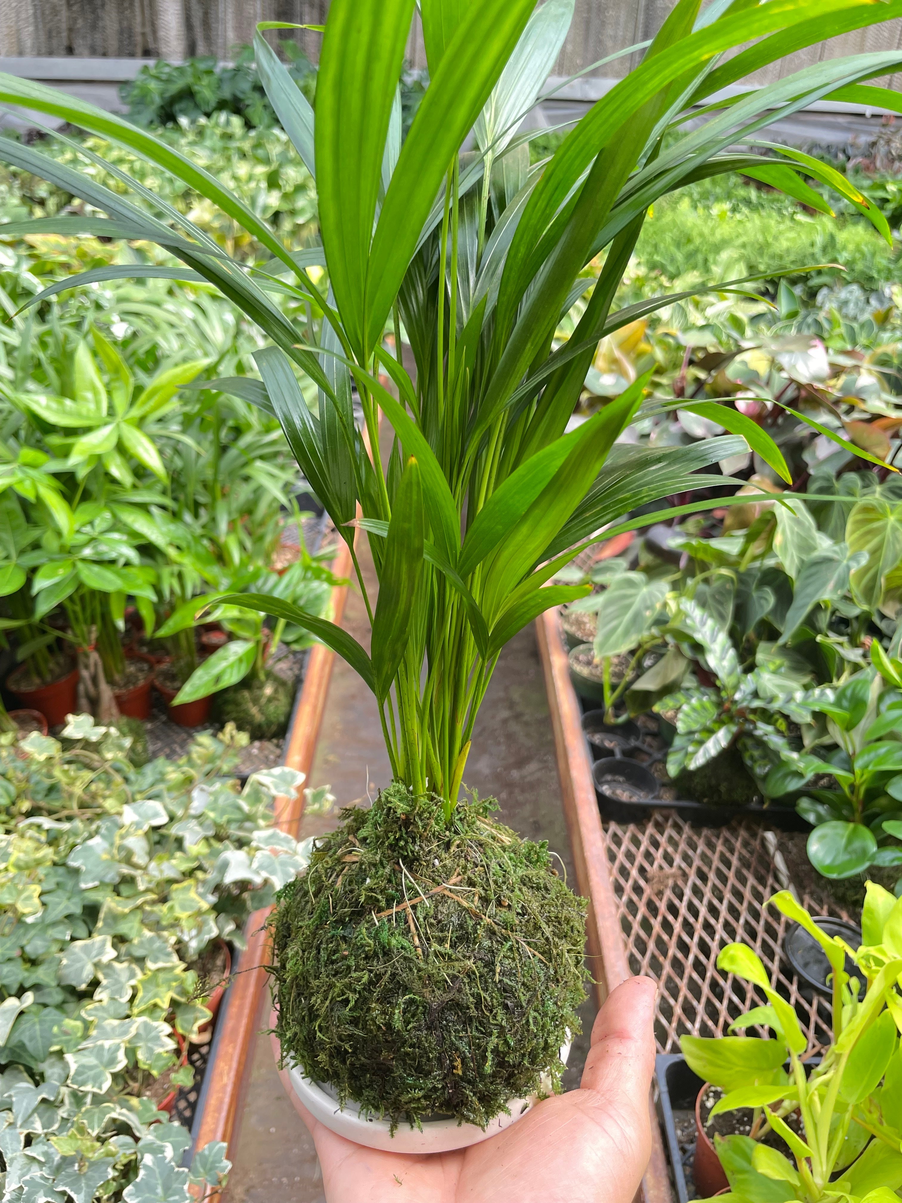 areca palm sagging Palm Areca Kokedama