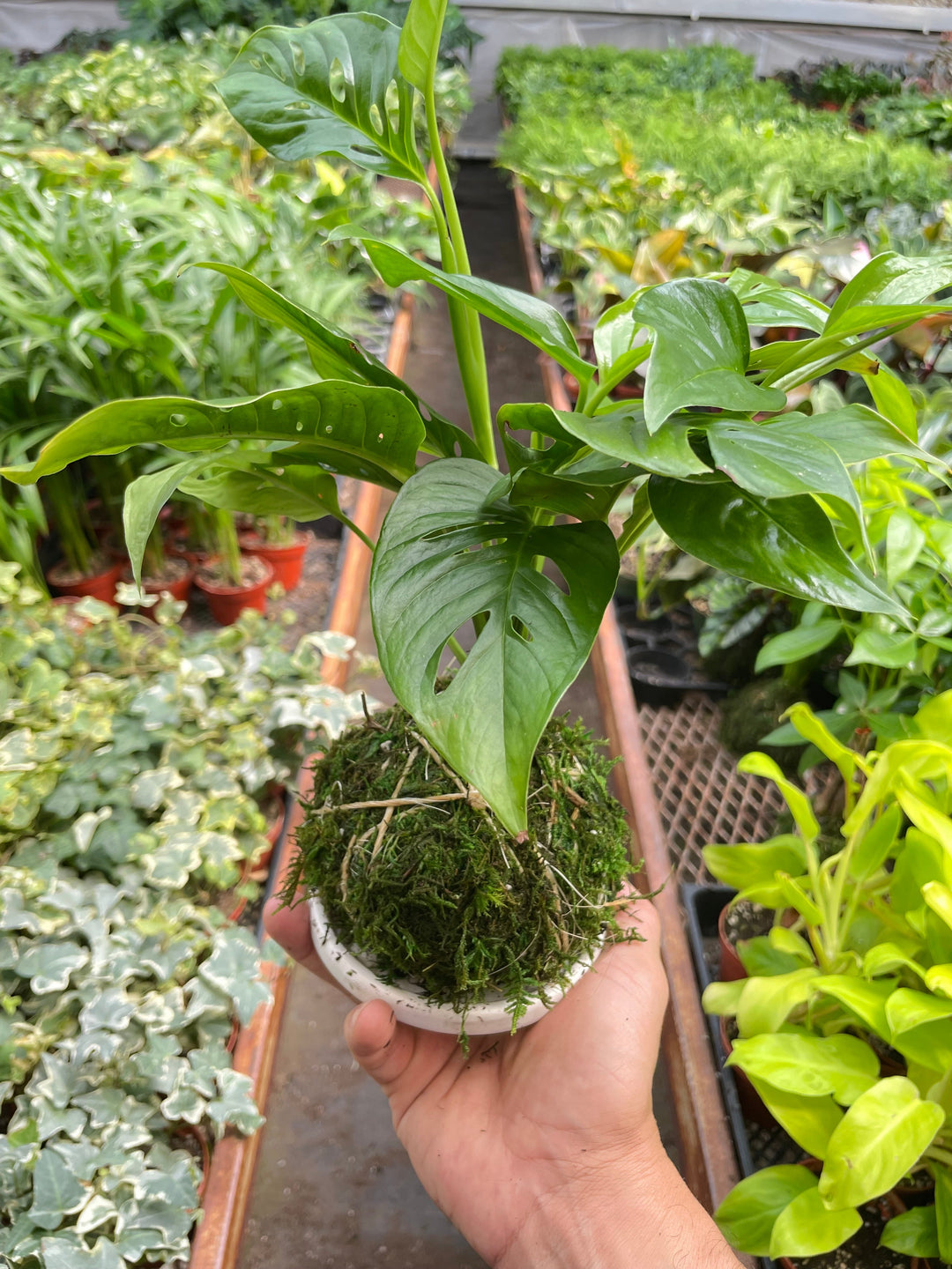 swiss cheese plant names Monstera Swiss Cheese Kokedama