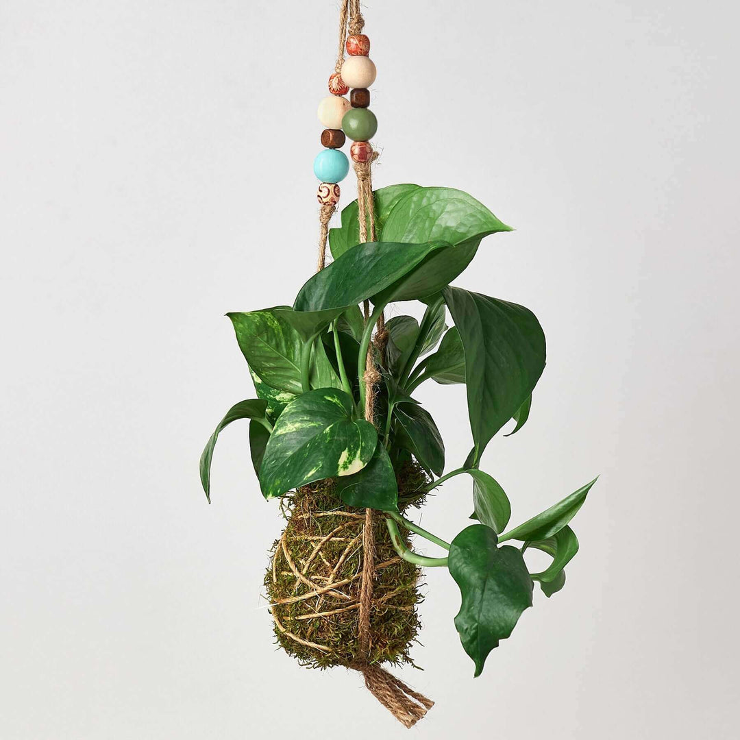hanging plant beads Kokedama Moss Ball Hanging Plant with Beads
