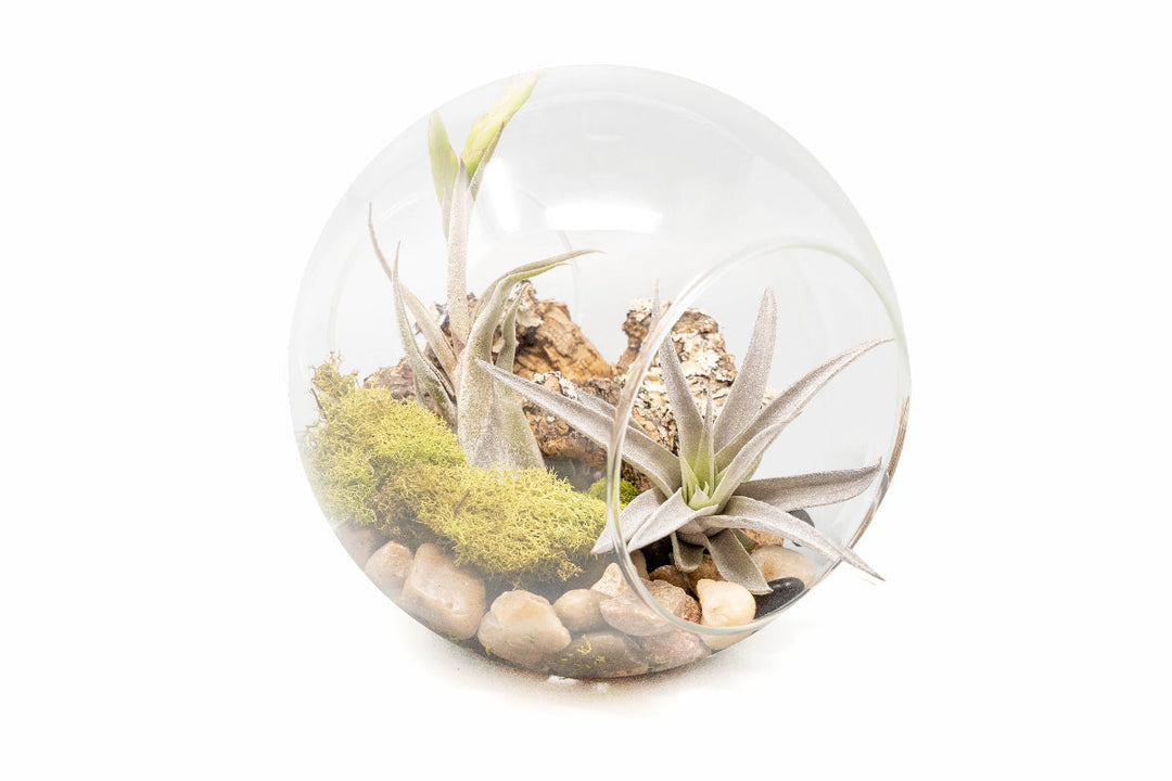 tillandsia caput medusae air plant Large Hand-Blown Glass Terrarium with Tillandsia Caput Medusae & Harri