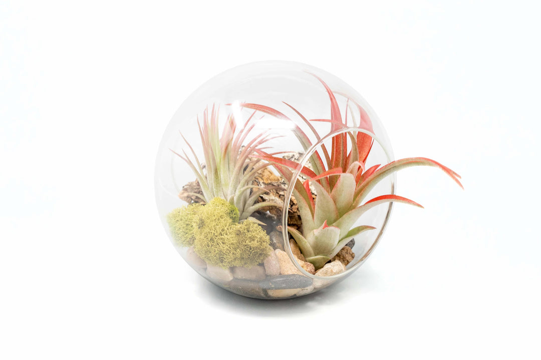 air plants in glass globes Large Hand-Blown Glass Terrarium with Tillandsia Red Abdita & Ionantha