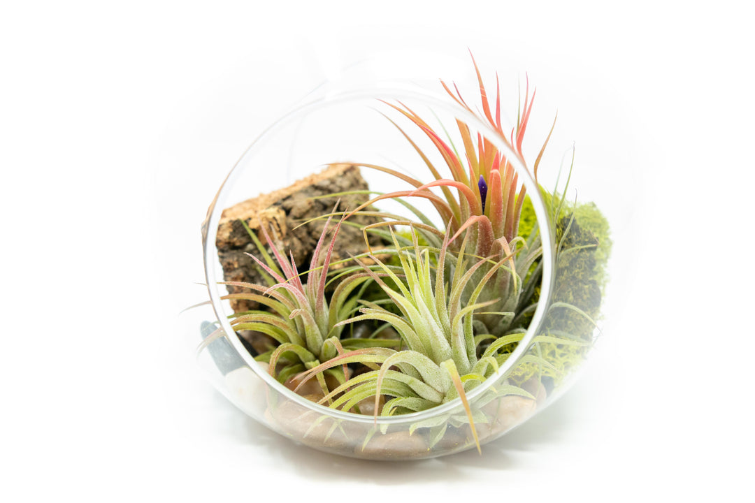 Large Hand-Blown Glass Terrarium with 3 Tillandsia Ionantha Air Plants
