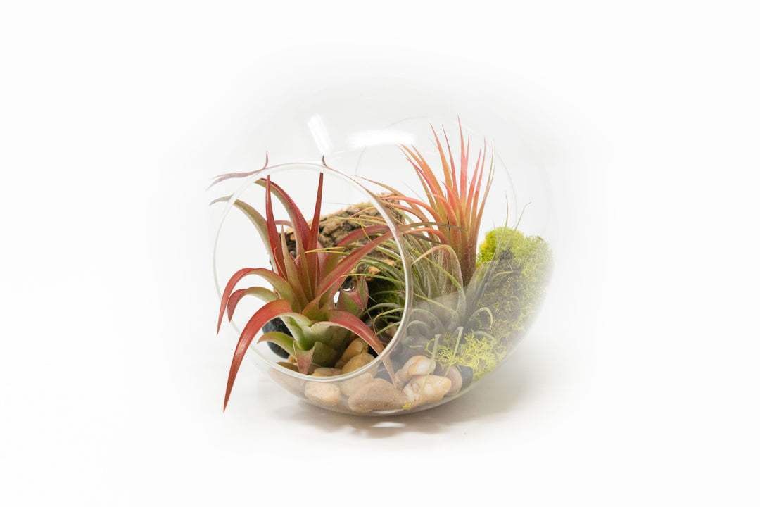 Large Hand-Blown Glass Terrarium with Tillandsia Red Abdita & Ionantha Guatemala