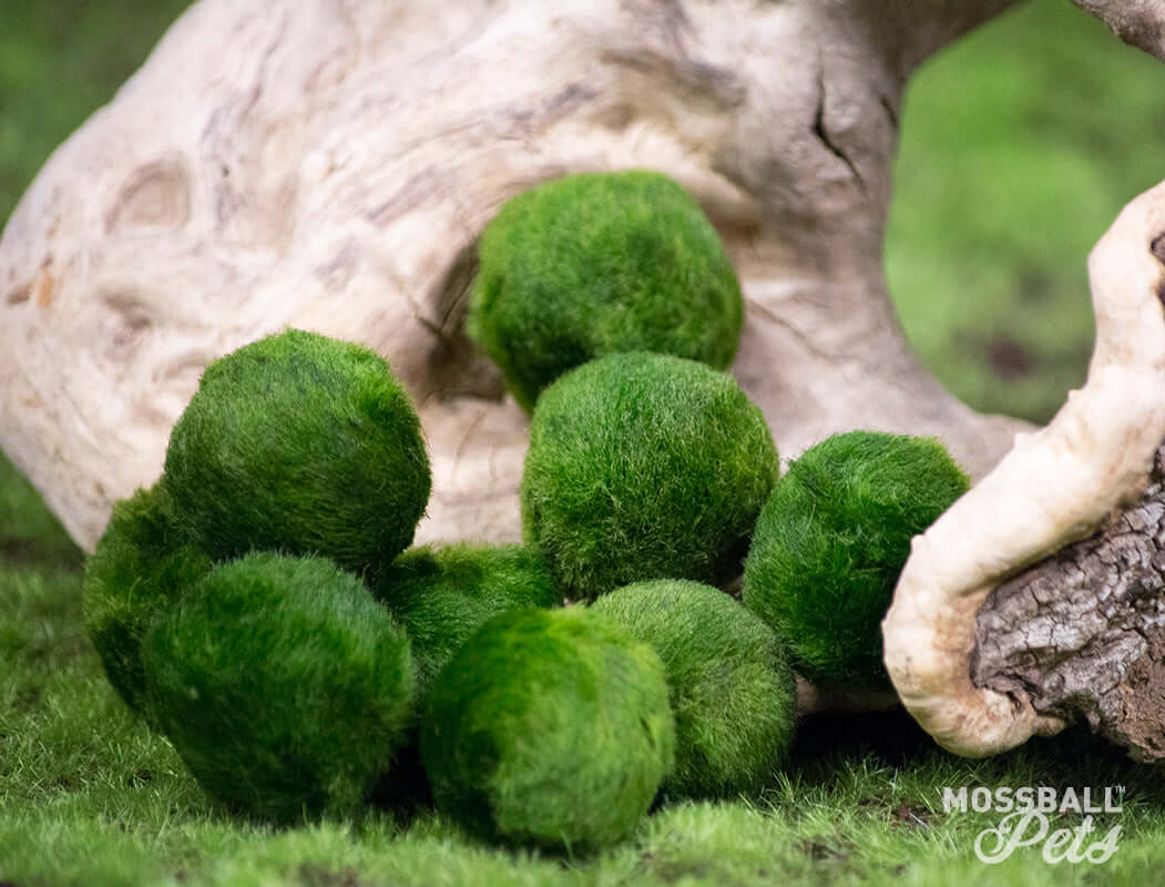 What are they Discover Marimo Moss Ball Pets