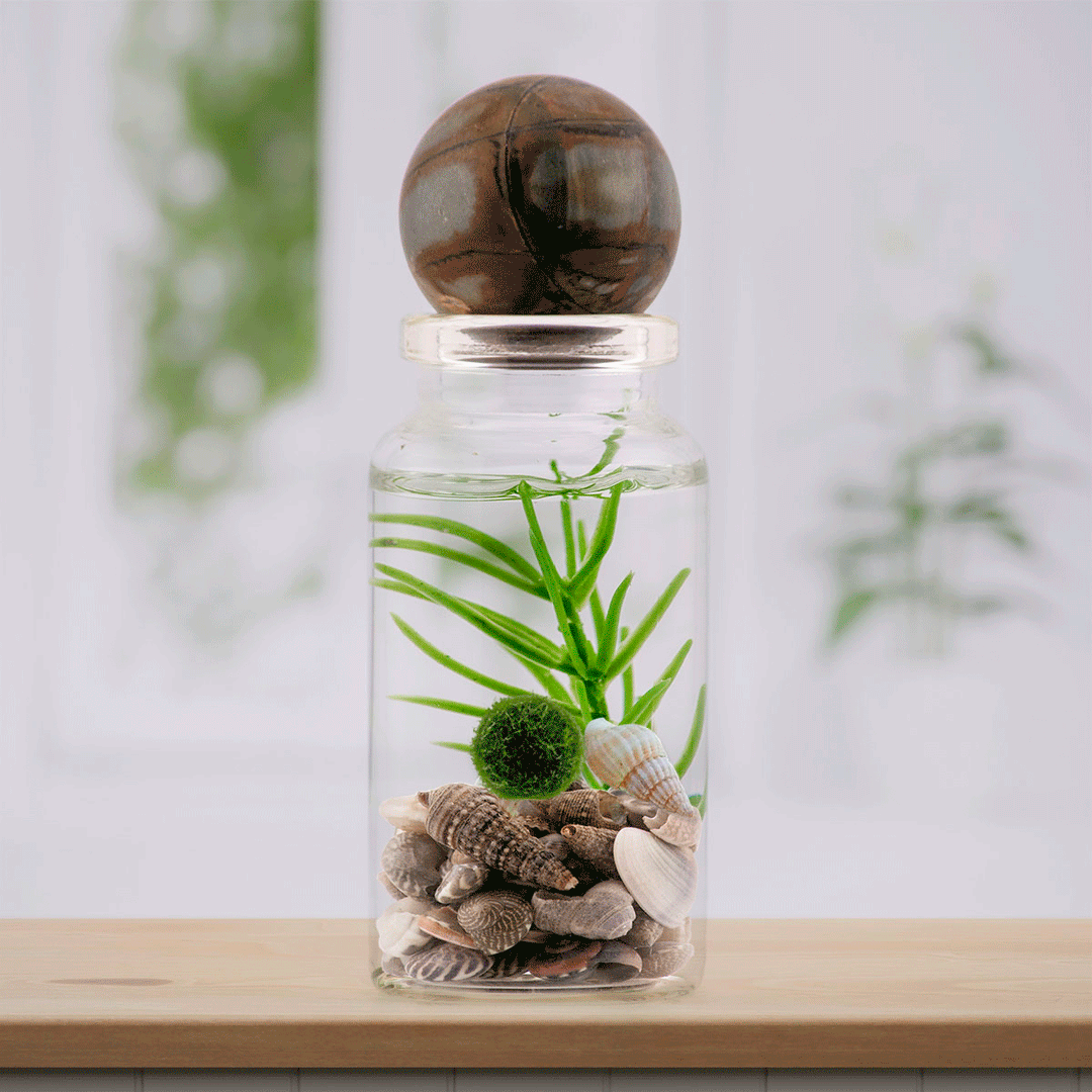 Animated GIF cycling through 10 custom-designed moss ball pet terrariums, displaying a variety of stones and settings.