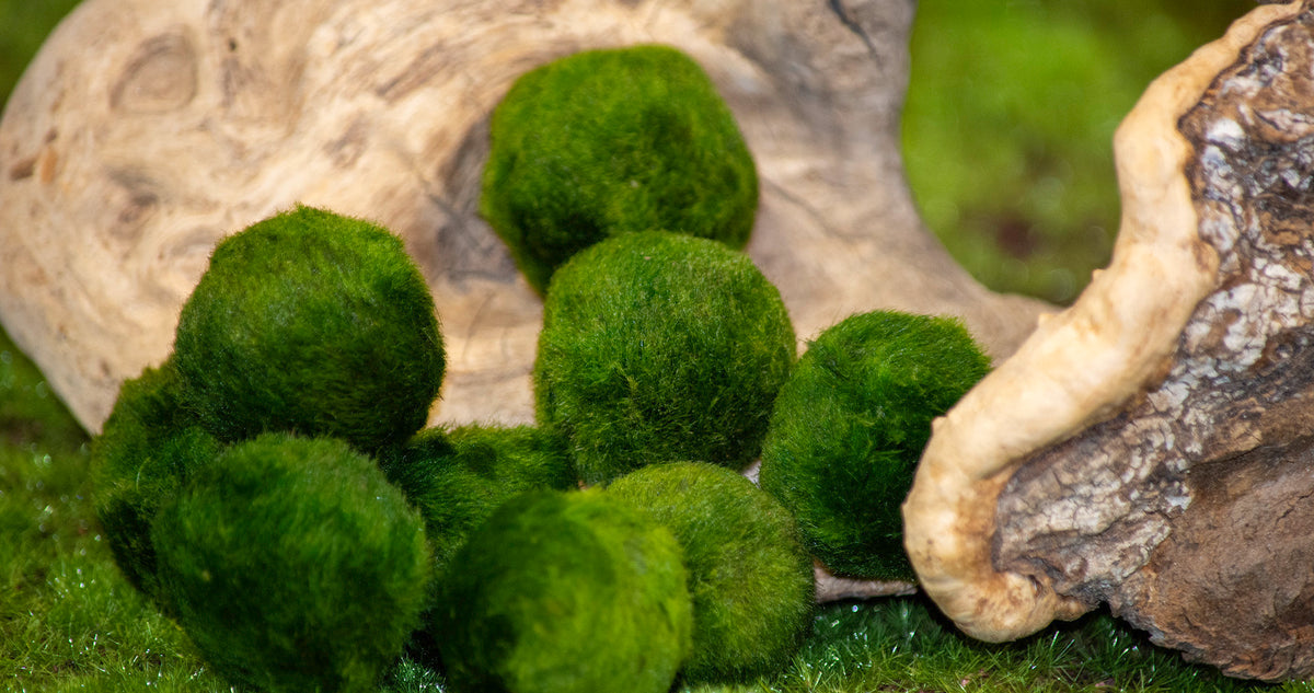 Cluster of lush Marimo Moss Balls next to natural driftwood, representing Marimo care and habitat