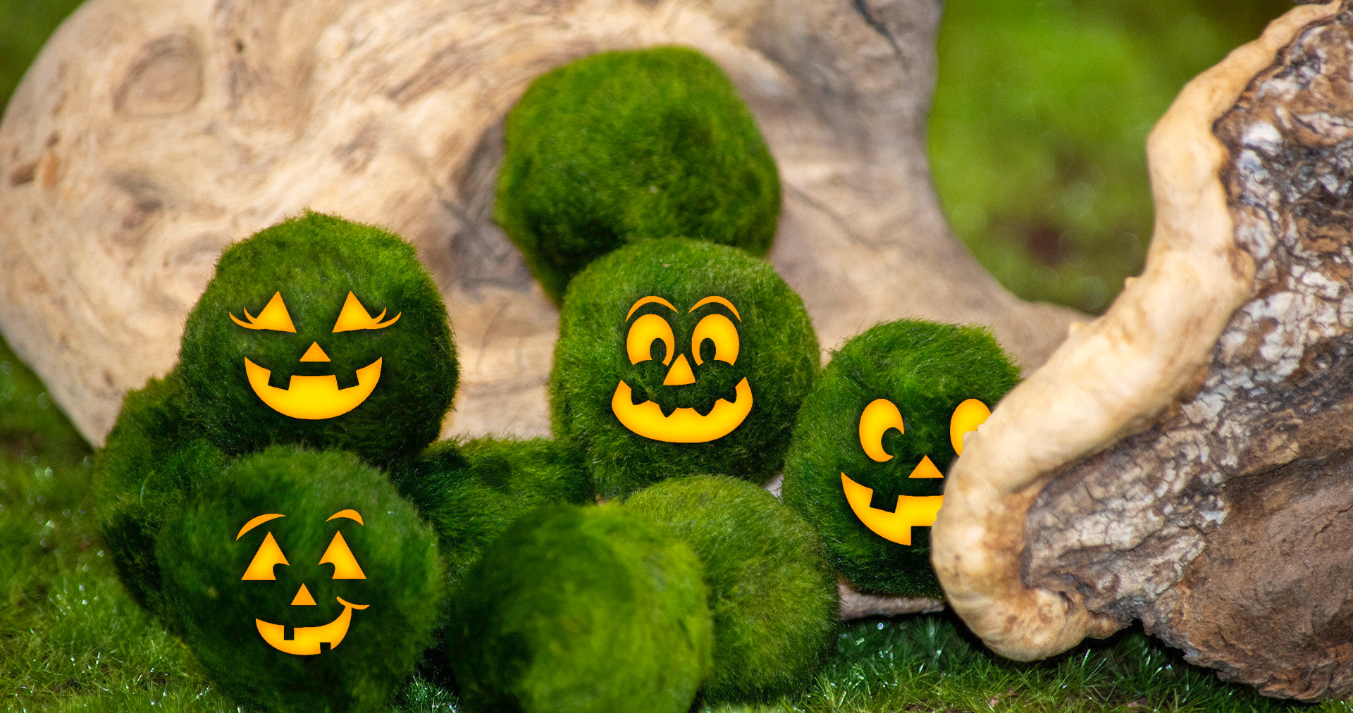 Marimo moss balls with glowing jack-o'-lantern faces, arranged in a Halloween-themed display on mossy ground with driftwood.