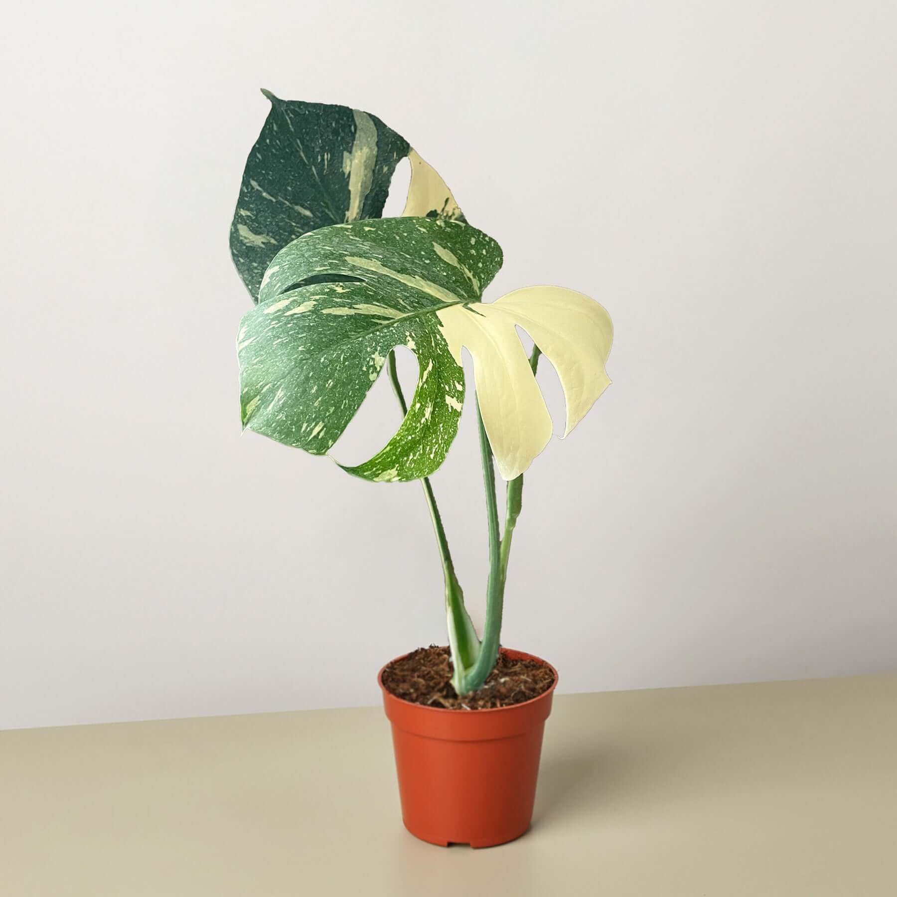 Thai Constellation Monstera Plant for Sale