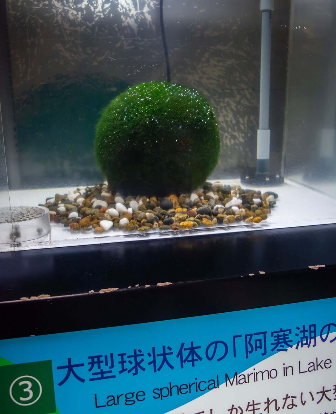 Japan Moss Ball the Marimo of Lake Akan: Travel & Culture