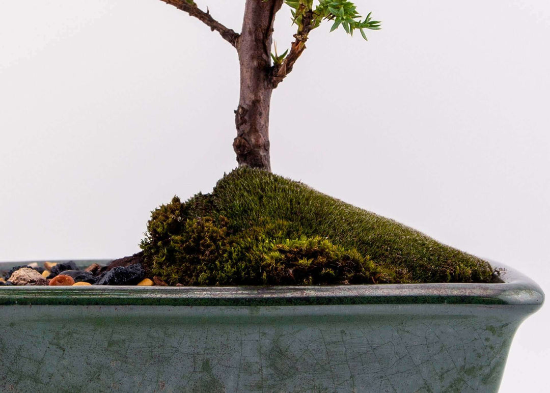 Medium Juniper Bonsai Tree