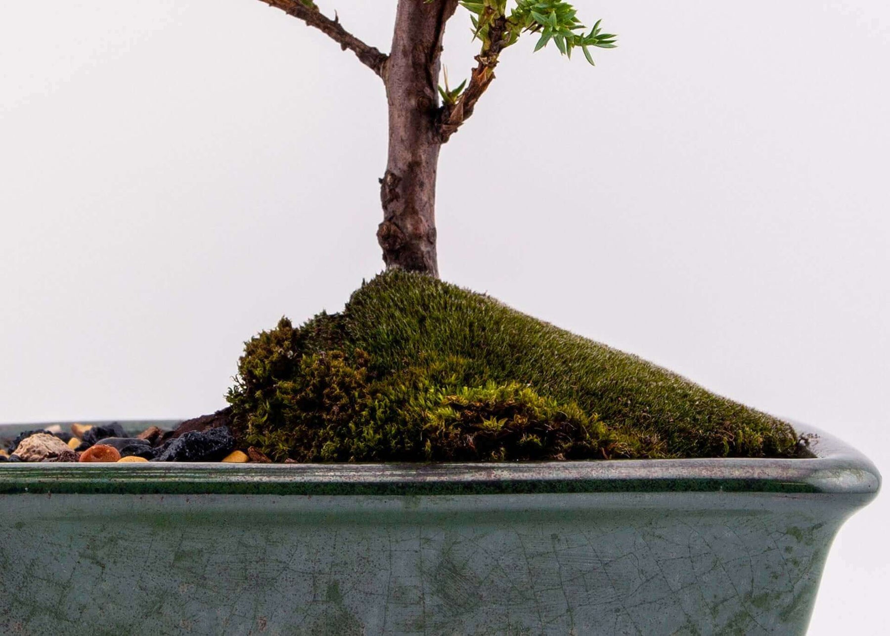 medium size bonsai tree Medium Juniper Bonsai Tree
