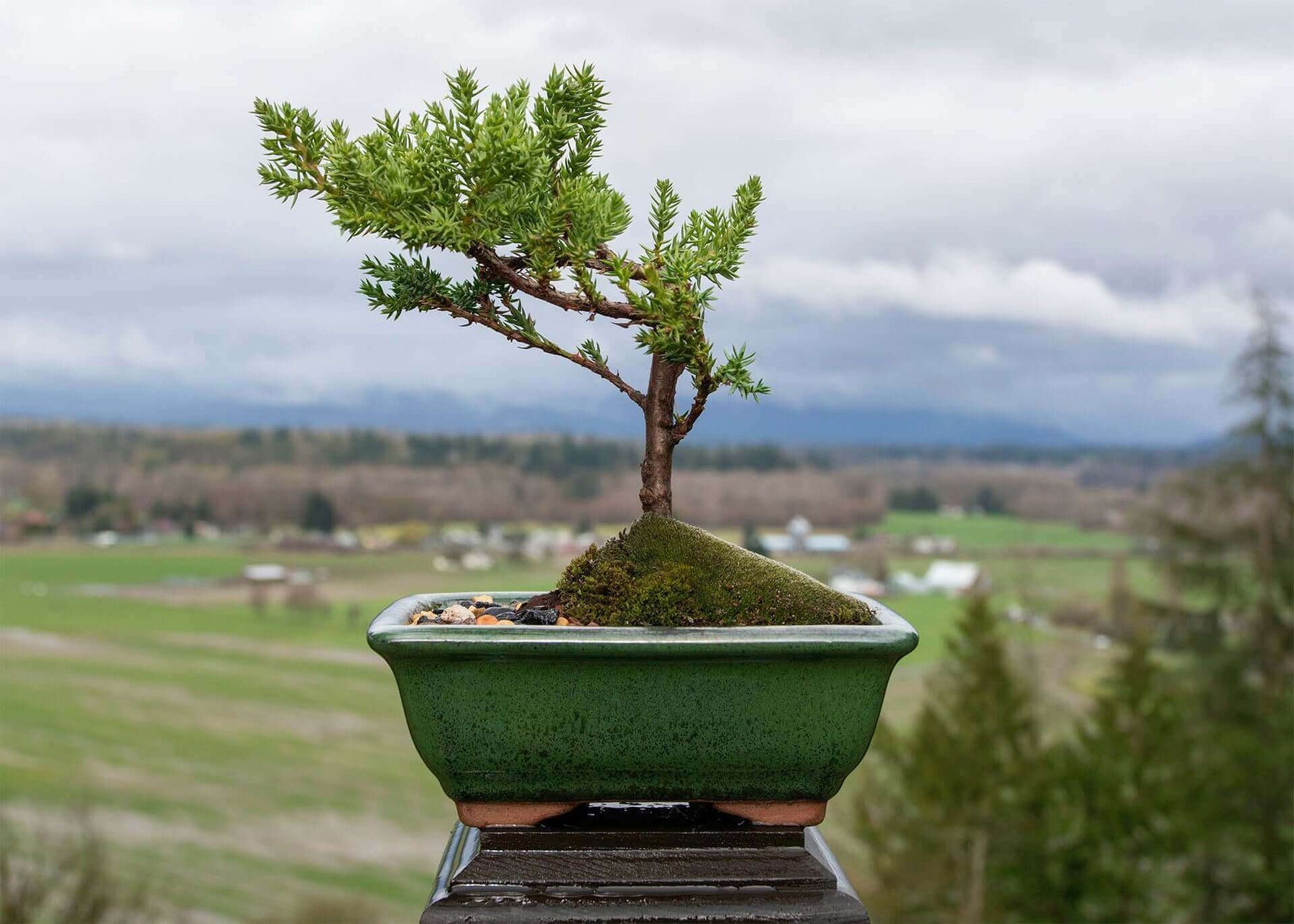 juniper bonsai tree maintenance Medium Juniper Bonsai Tree