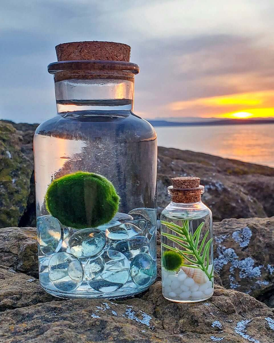 Two decorative glass jars featuring Marimo moss balls with natural elements like shells, pebbles, and plants, displayed on coastal rocks at sunset—showcasing scenic aquatic terrarium design and moss ball care inspiration.