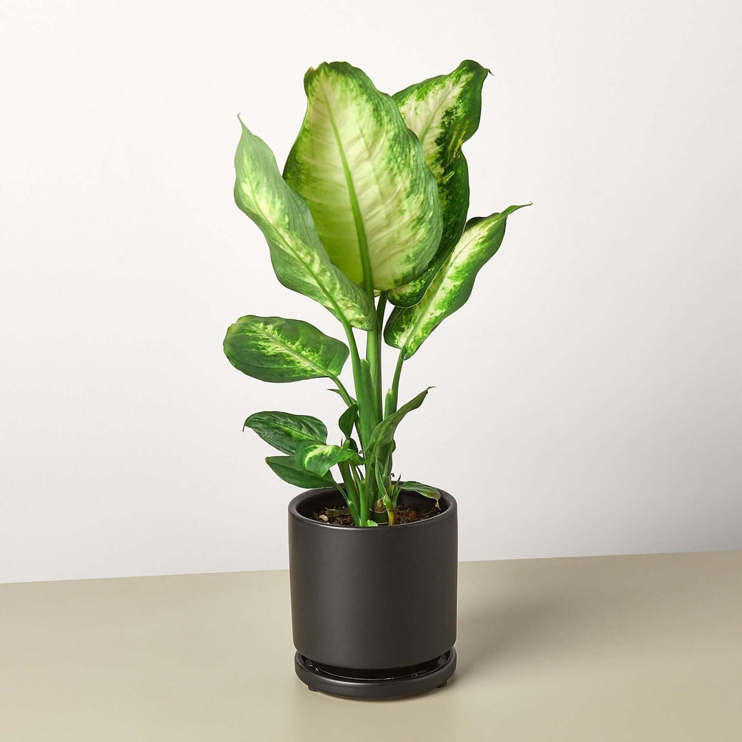 prem dieffenbachia Dieffenbachia Camille