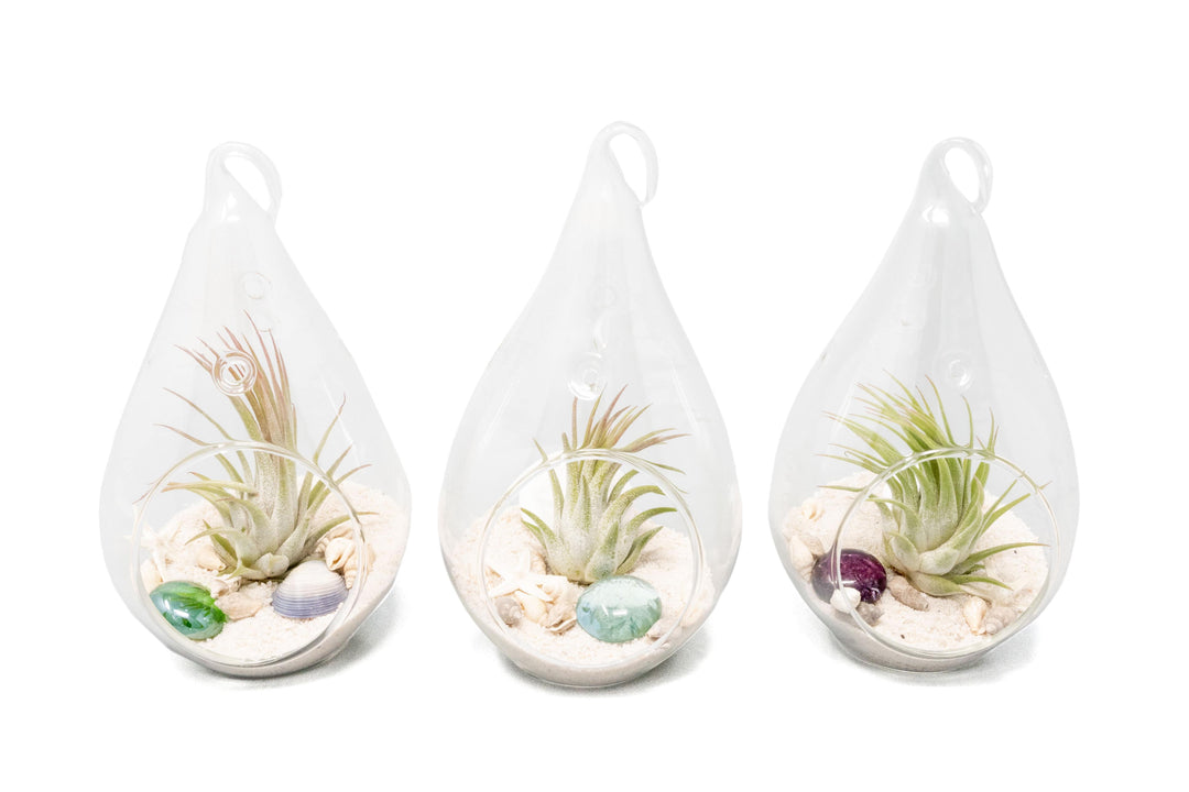 plant terrariums for sale SALE