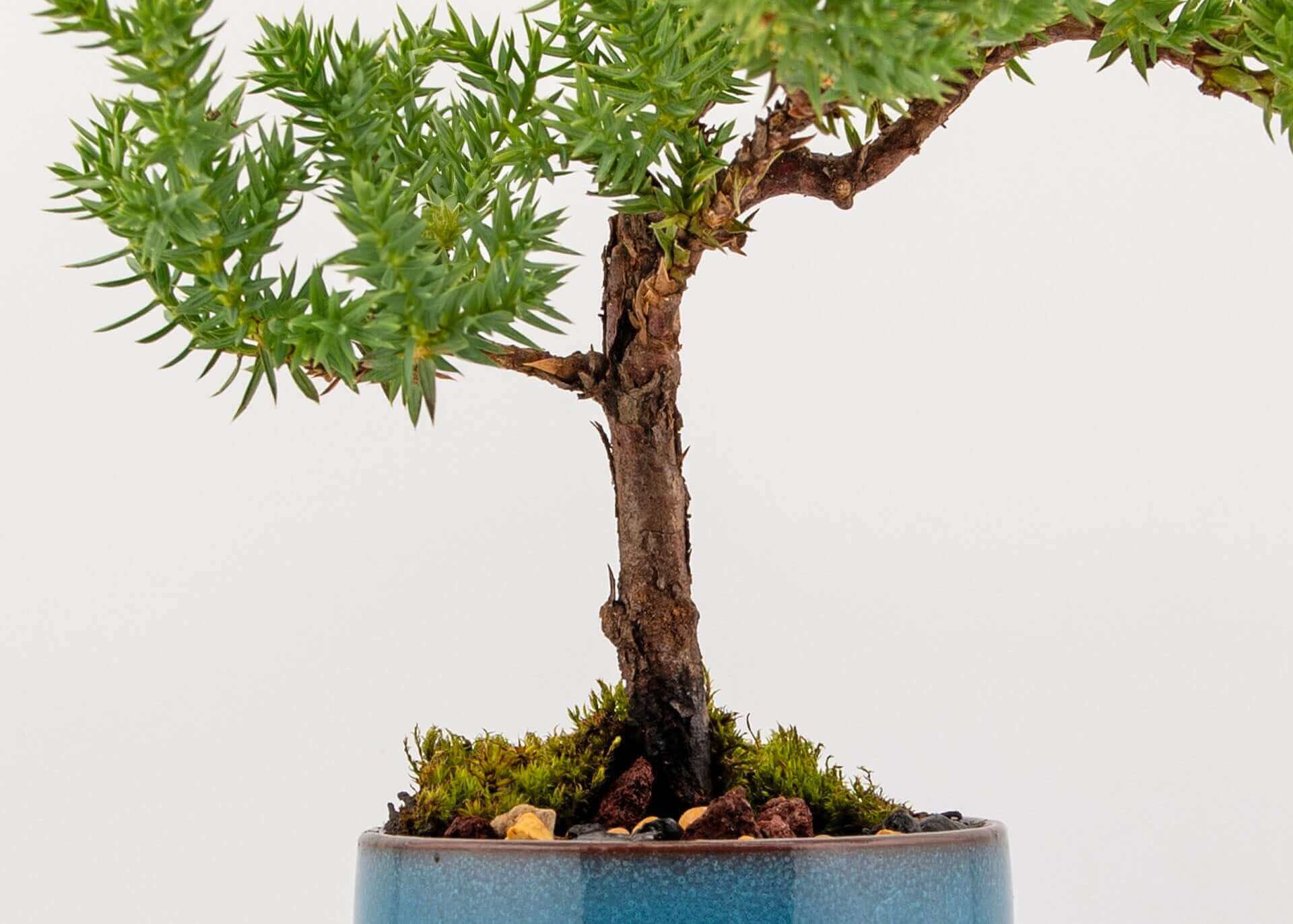 Juniper on sale bondai Kokedama!