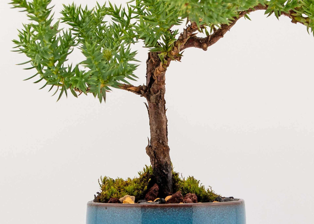 Small Juniper Bonsai Tree