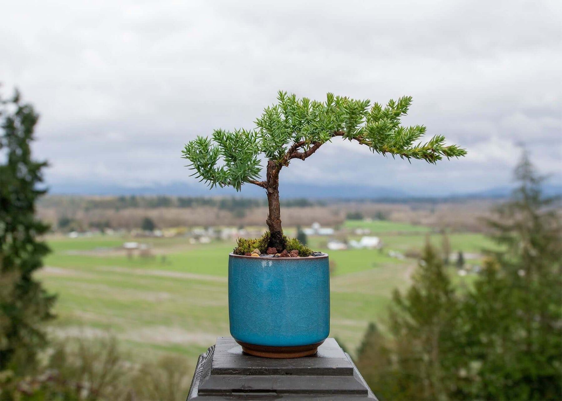 juniper bonsai tree Small Juniper Bonsai Tree